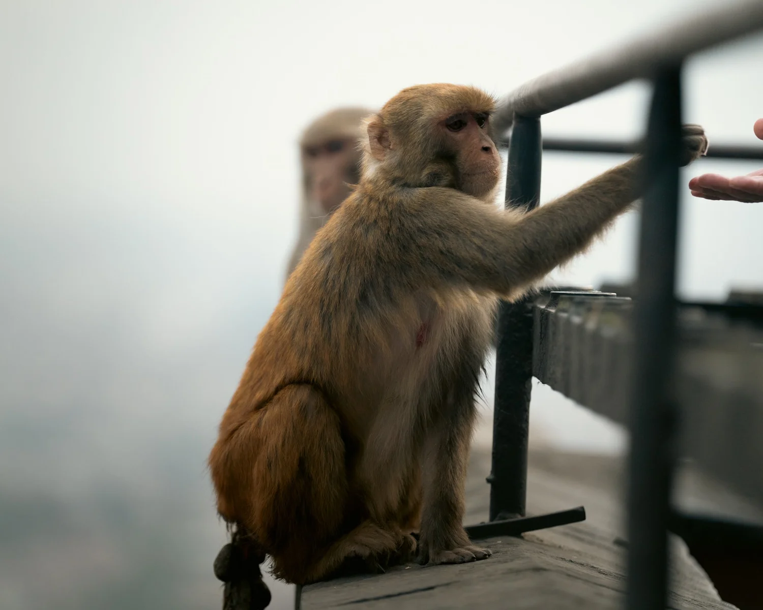 Monkey Temple — Part I — photograph 16