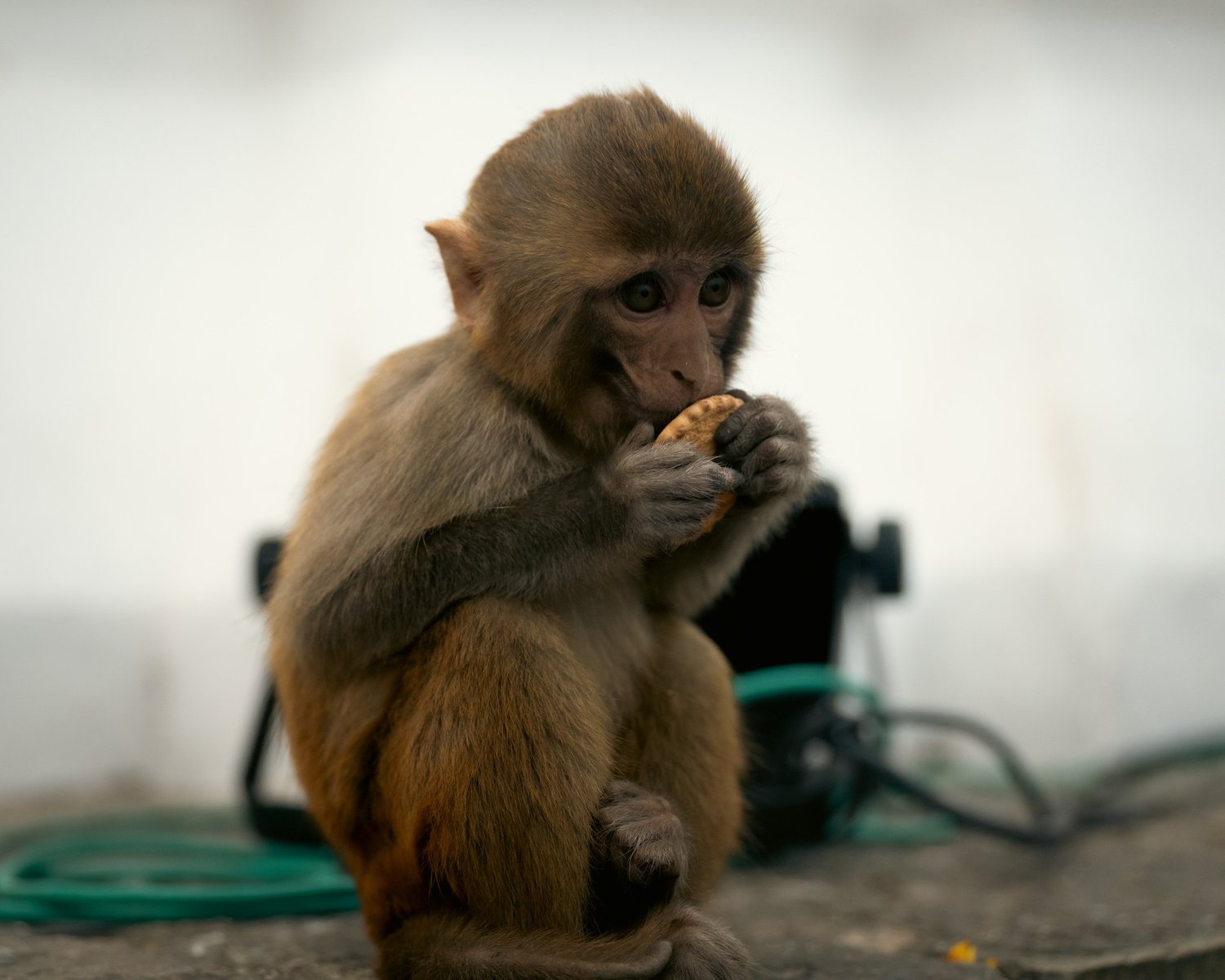 Monkey Temple — Part I — photograph 10