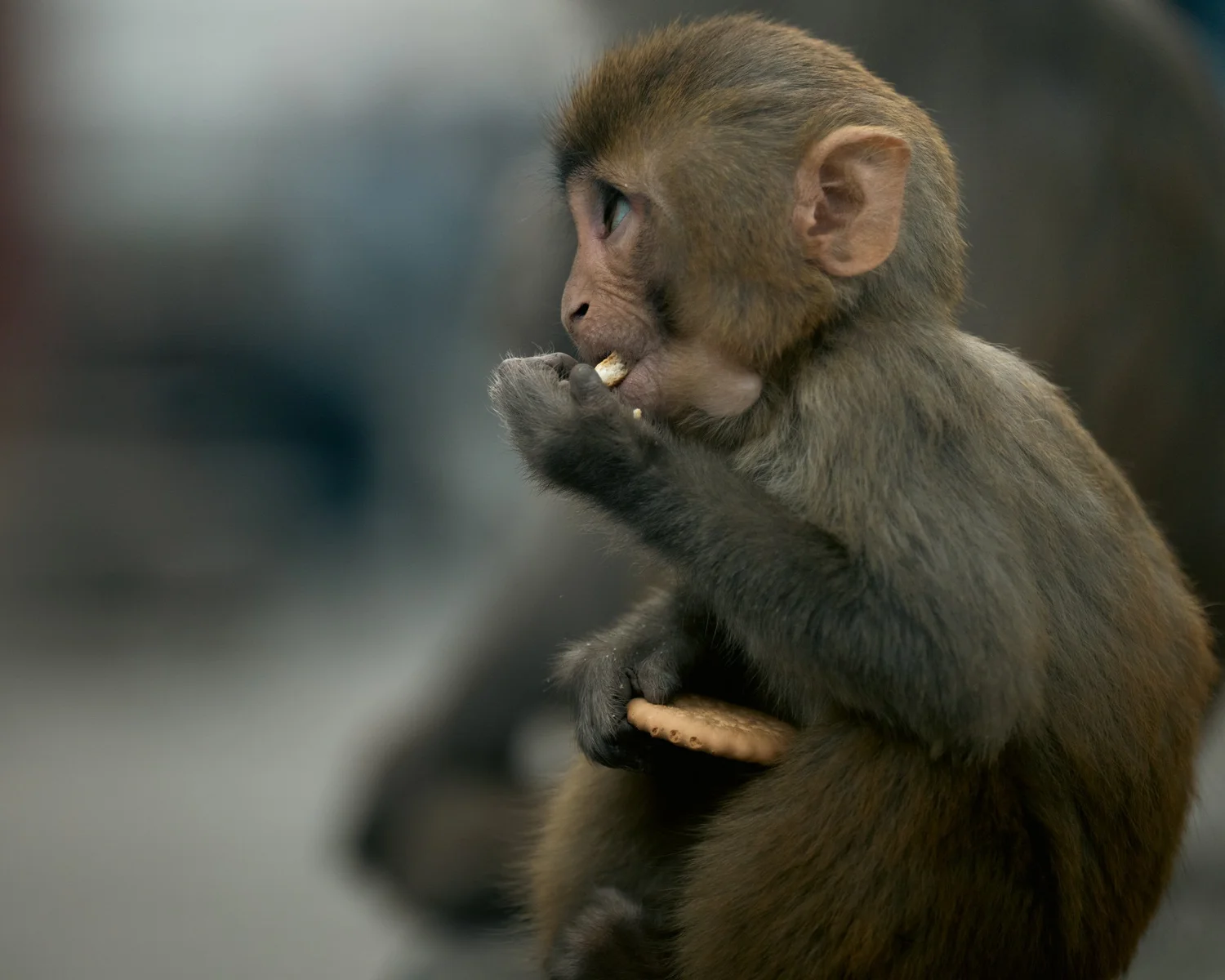 Monkey Temple — Part I — photograph 8