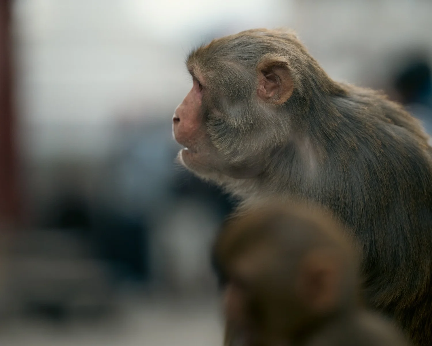 Monkey Temple — Part I — photograph 9
