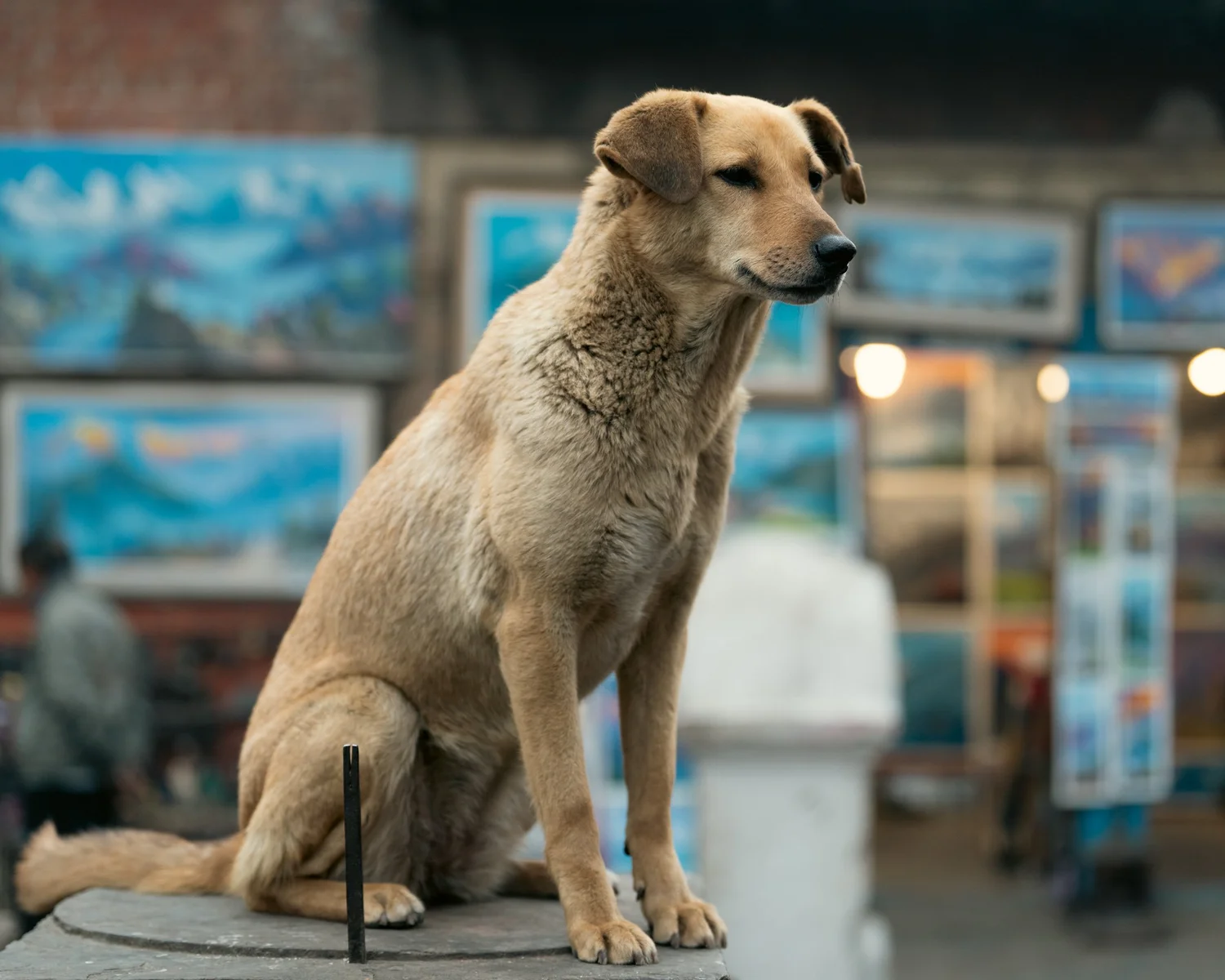 Swayambhu — Wandering dogs — photograph 7
