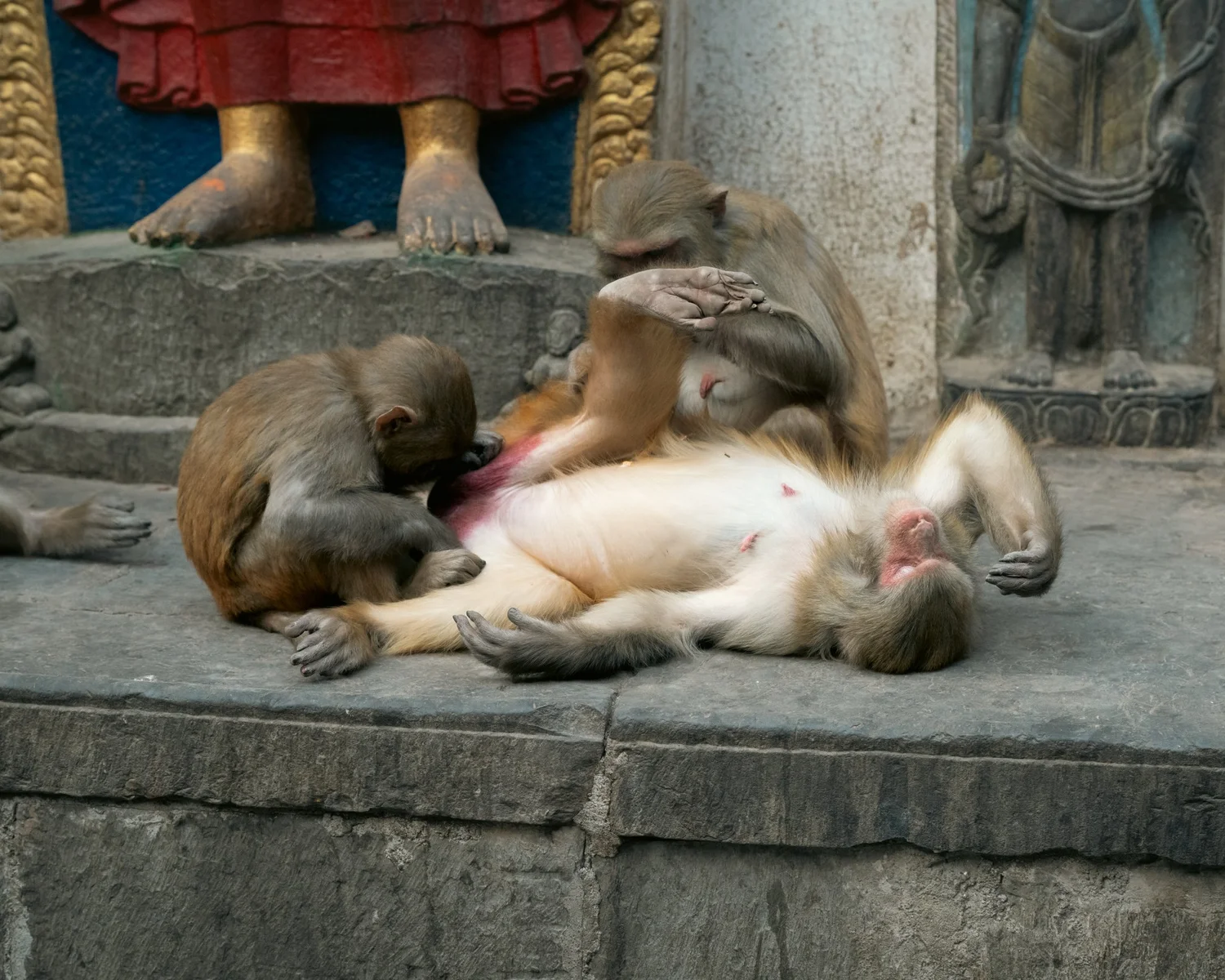 Monkey Temple — Part II — photograph 38