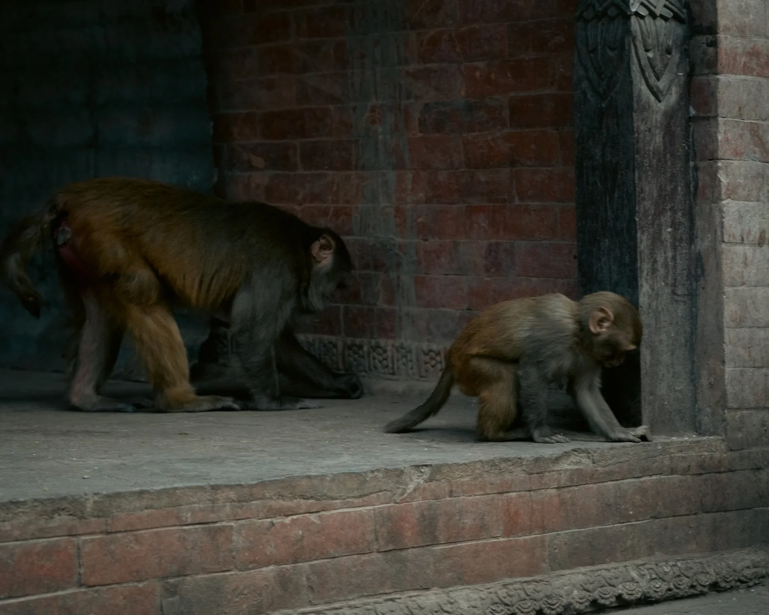 Monkey Temple — Part II — photograph 4