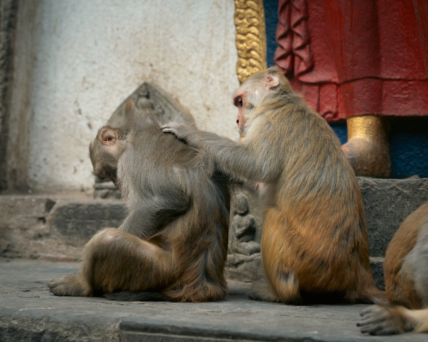 Monkey Temple — Part II — photograph 43