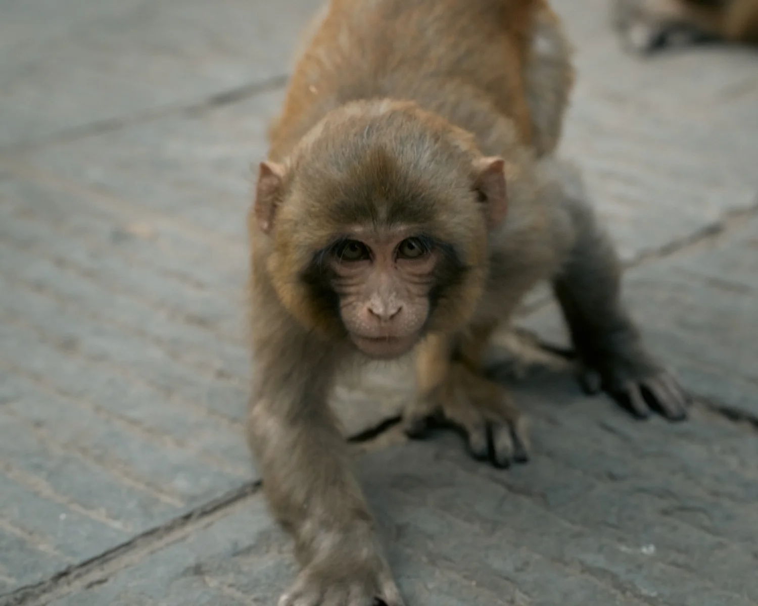 Monkey Temple — Part II — photograph 19