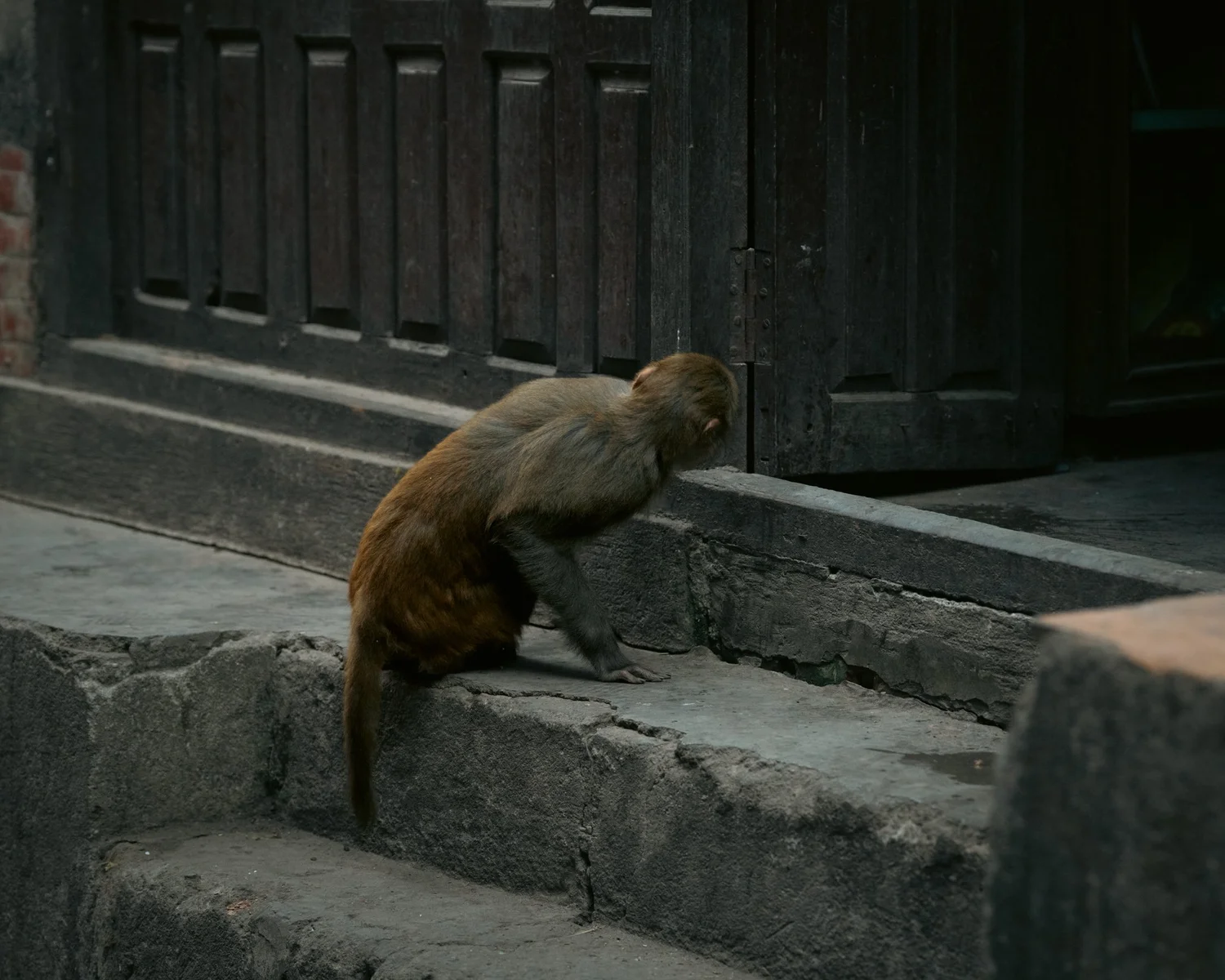 Monkey Temple — Part I — photograph 3
