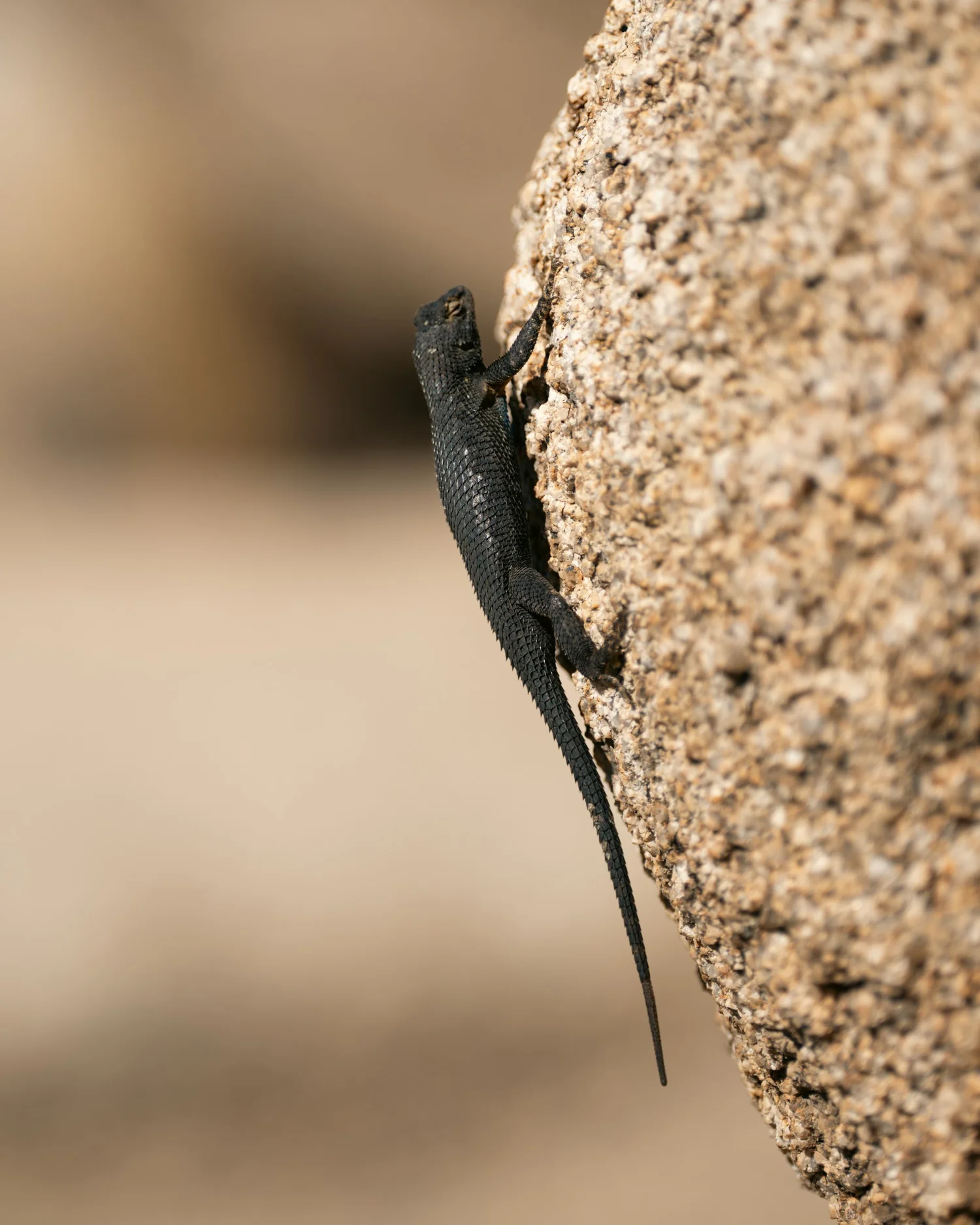 Joshua Tree — Little locals — photograph 7