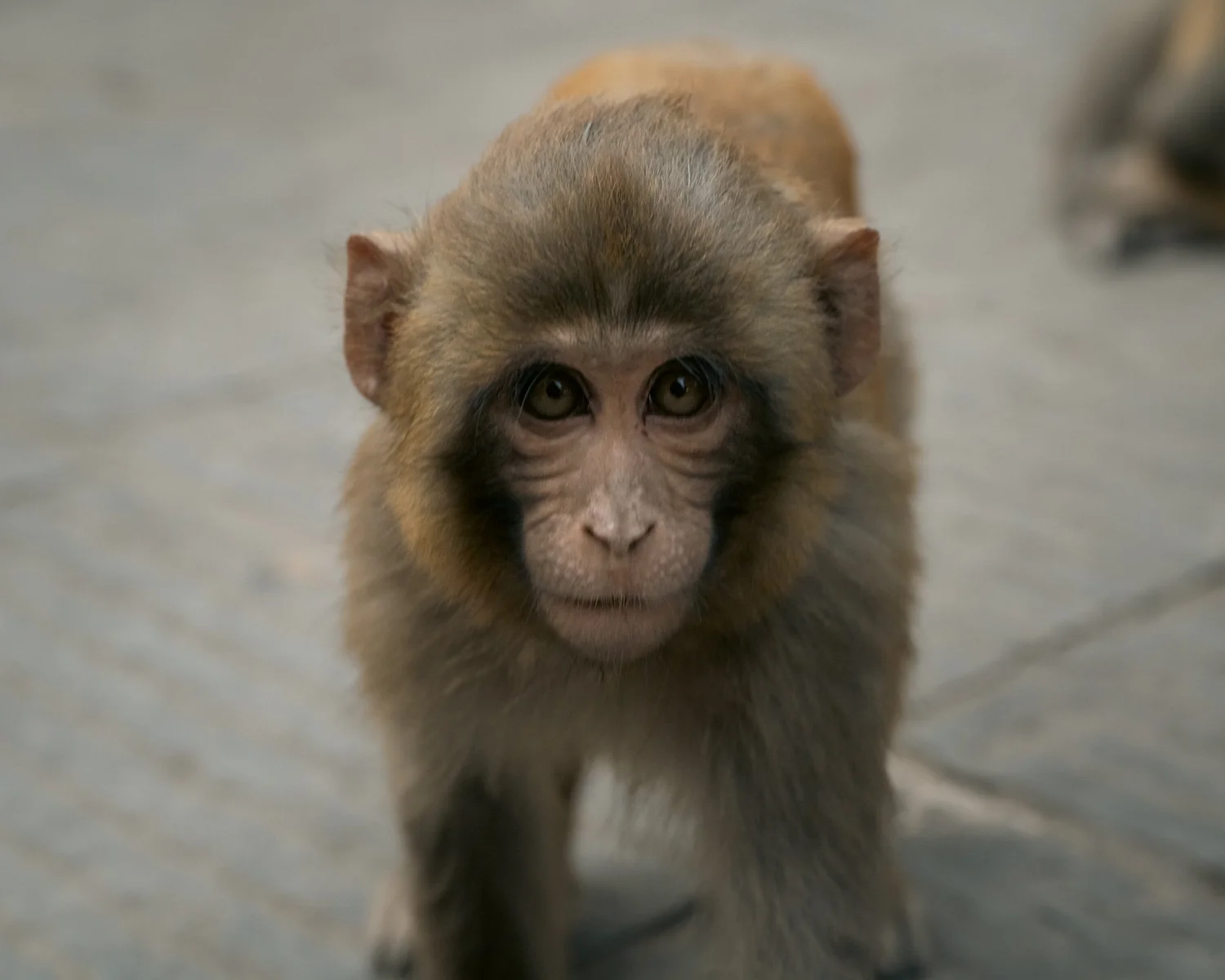 Monkey Temple — Part II — photograph 22