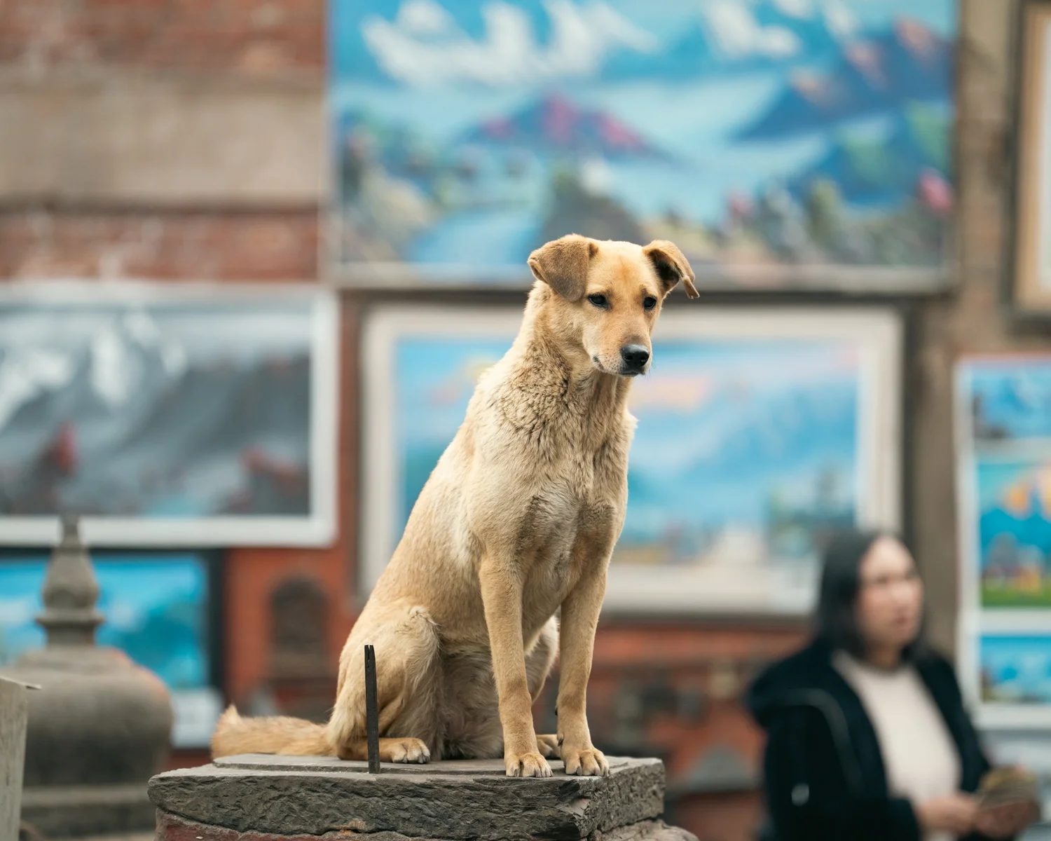 Swayambhu — Wandering dogs — photograph 2