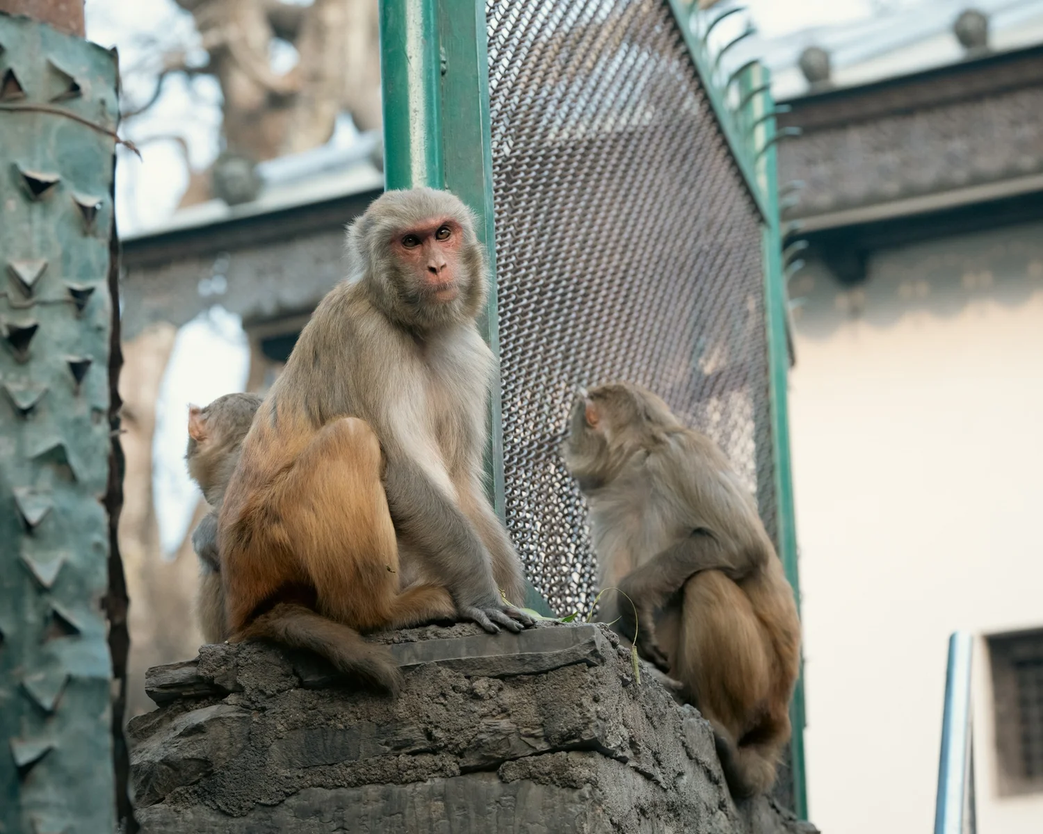Monkey Temple — Part III — photograph 20