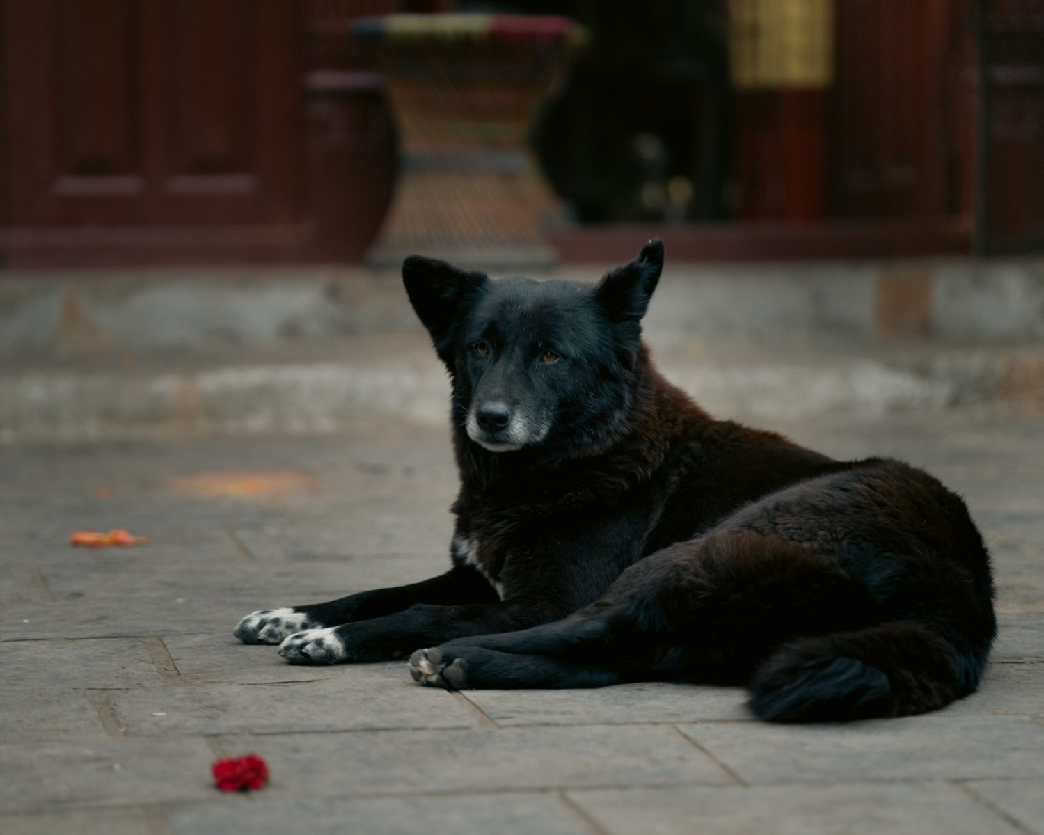 Swayambhu — Wandering dogs — photograph 21