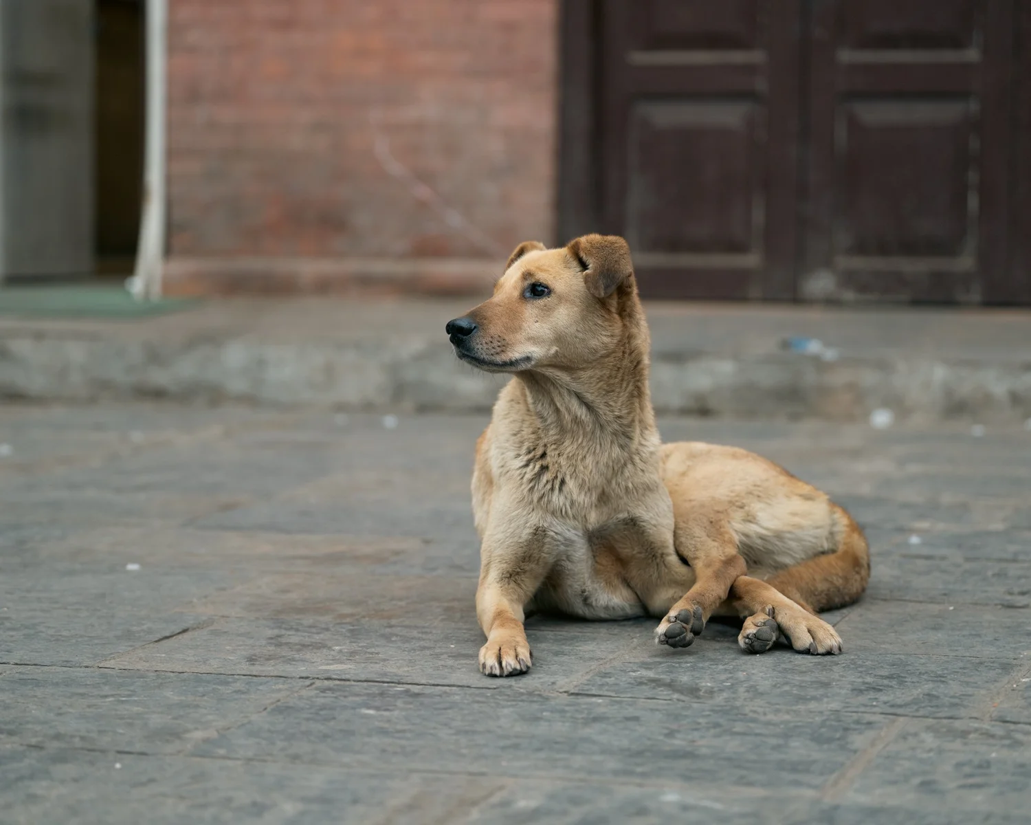 Swayambhu — Wandering dogs — photograph 12