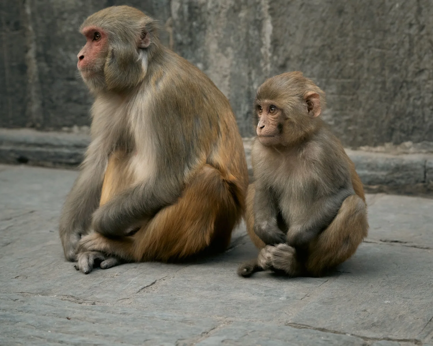 Monkey Temple — Part II — photograph 26