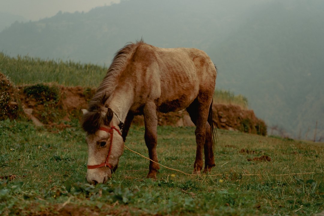 Animals — photograph 9
