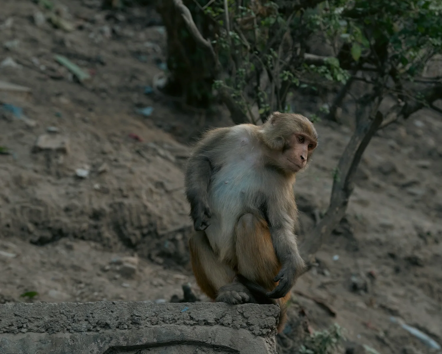 Monkey Temple — Part III — photograph 3