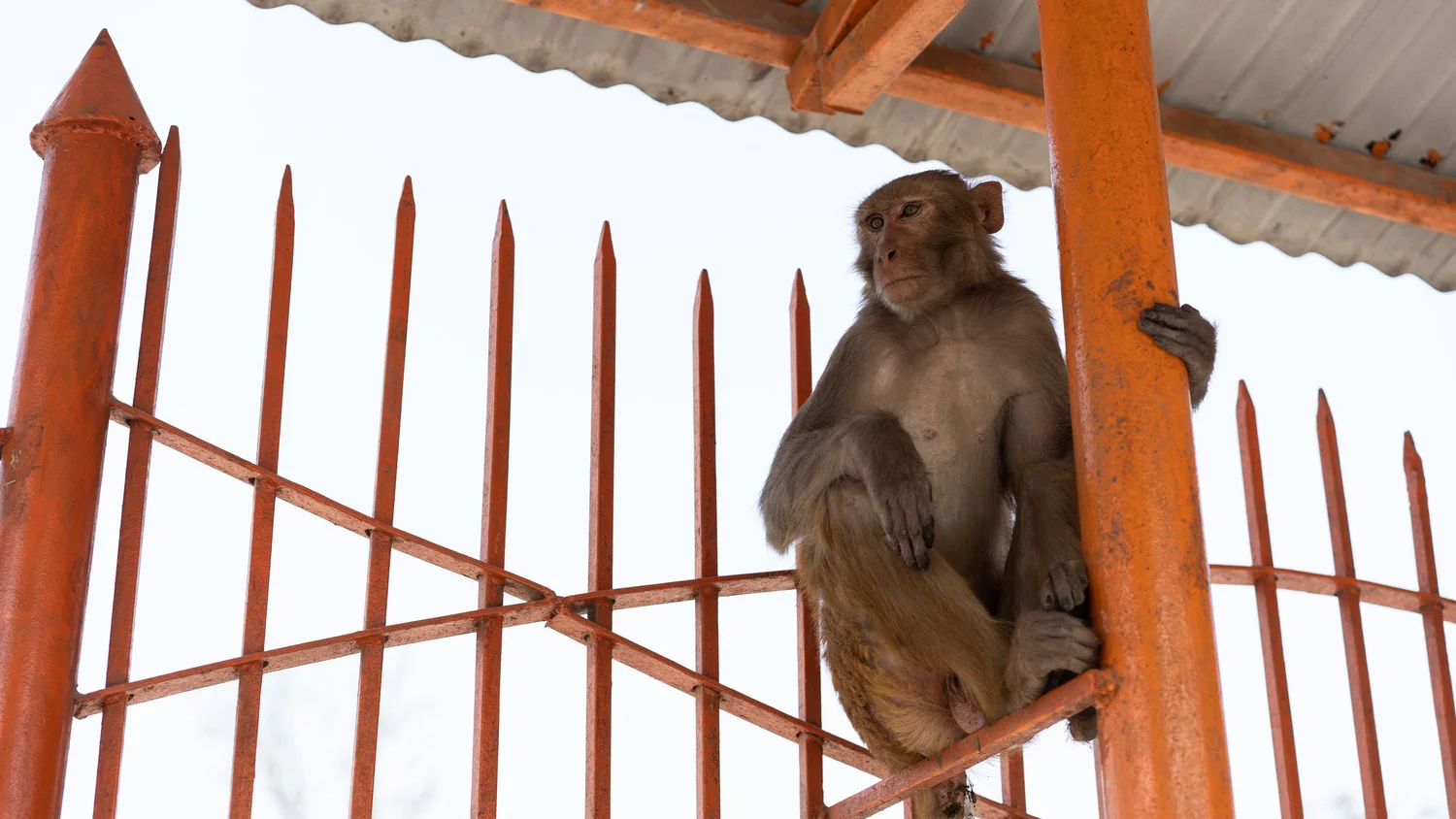 Animals — photograph 4