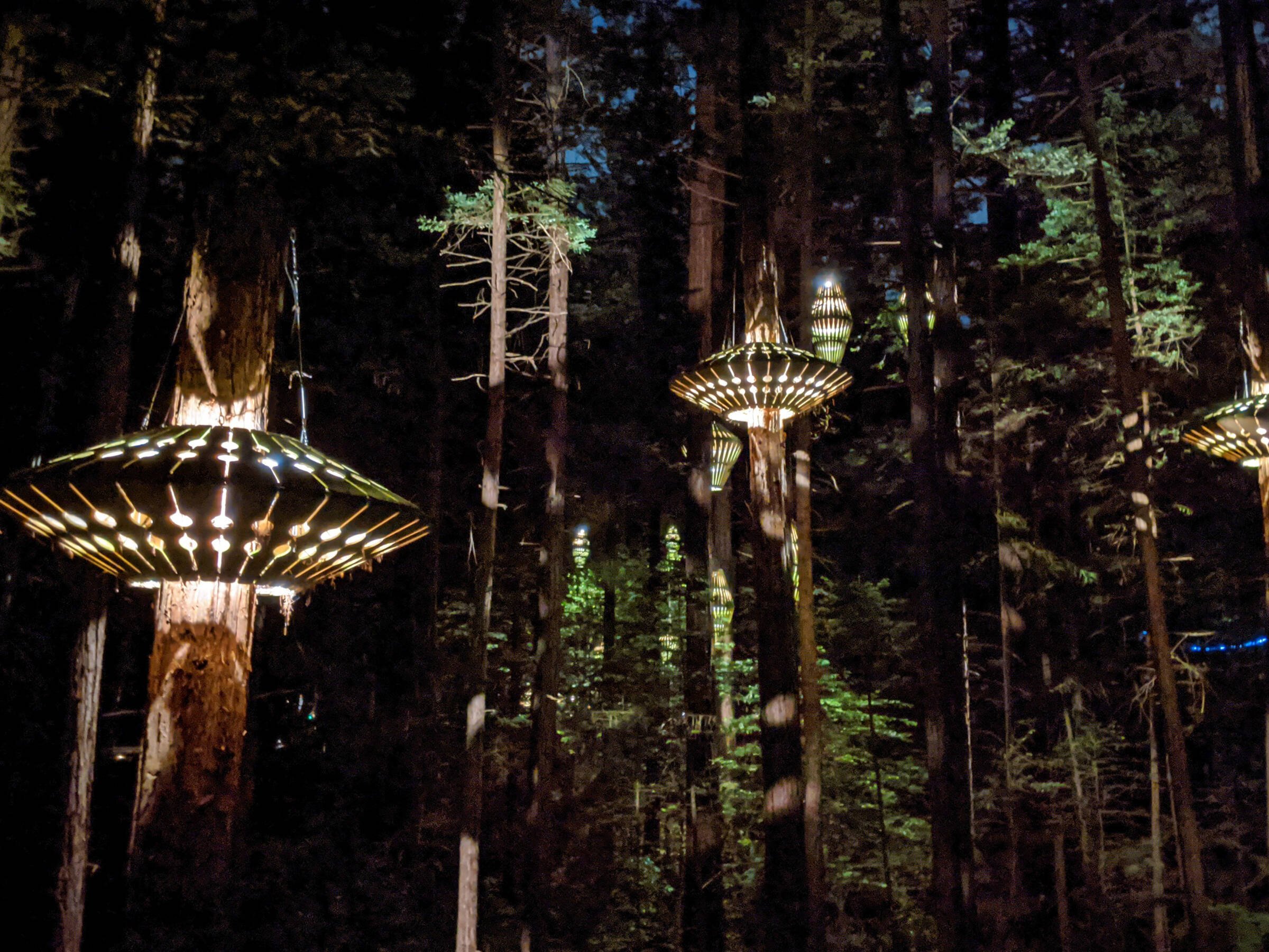 Redwood-Forest-at-Night (1).jpg
