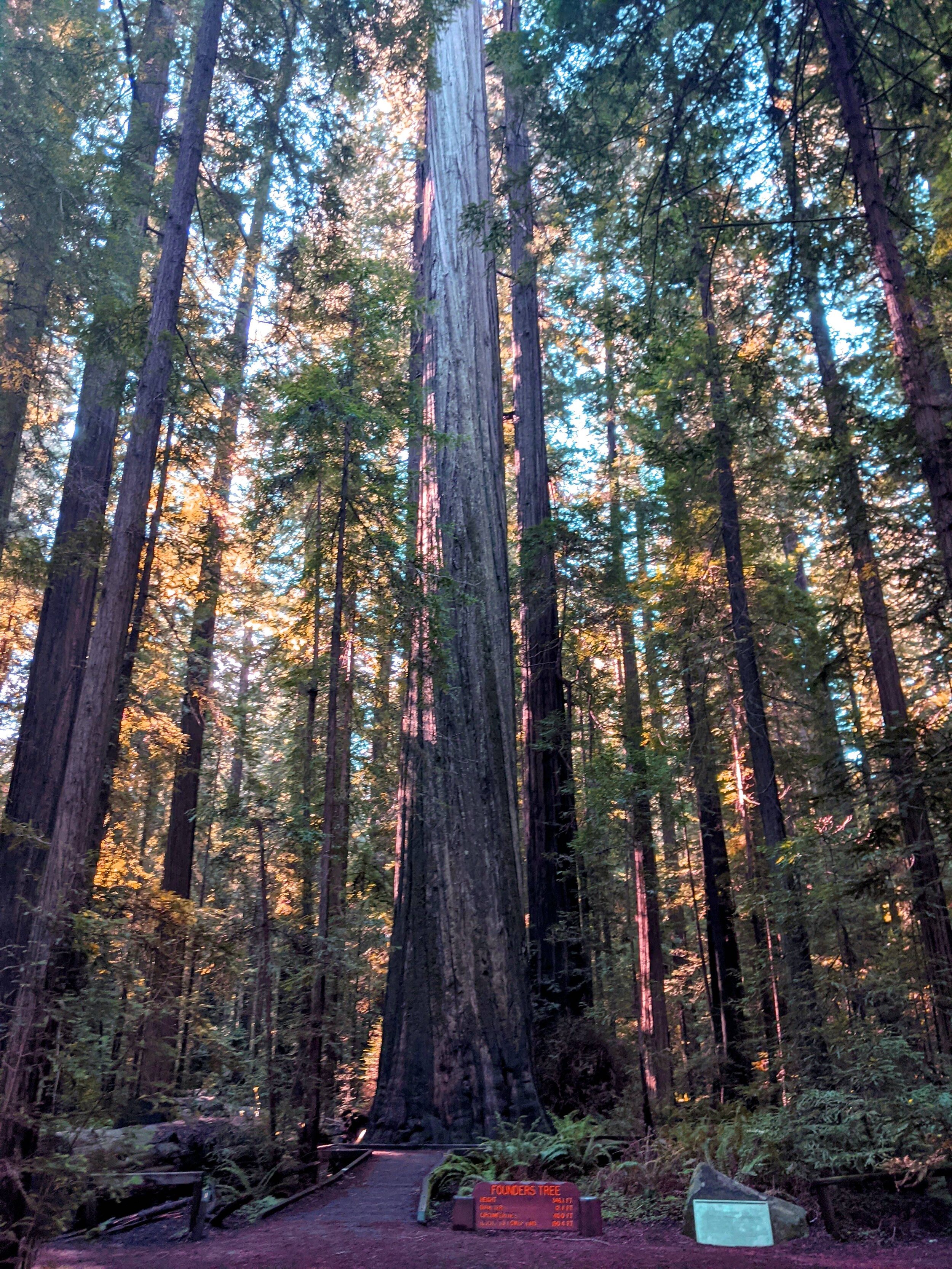 a-edit-first-California-Redwoods-Founders-Tree.jpg