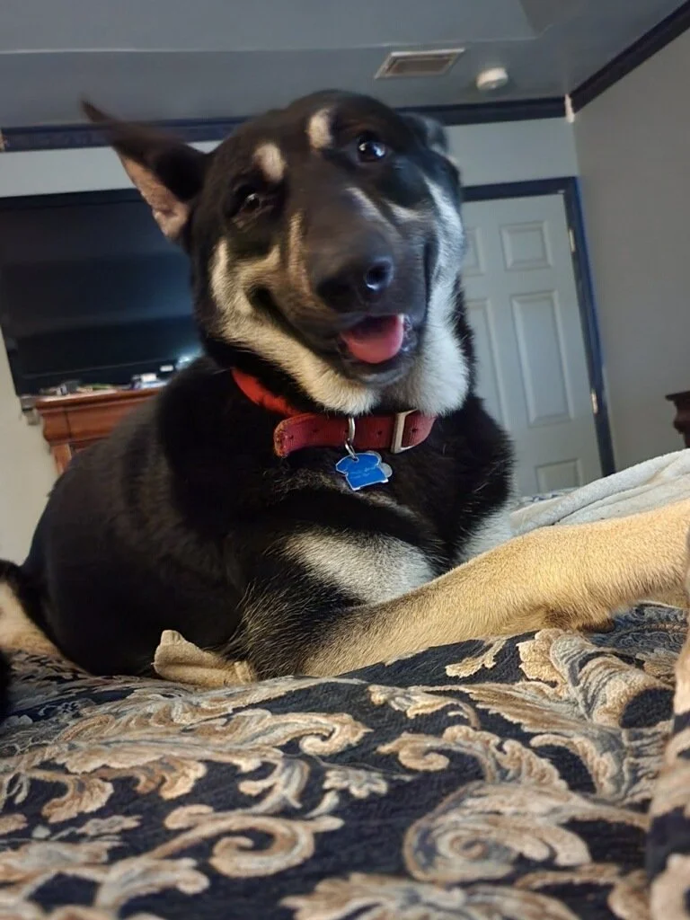 big black and cream dog 