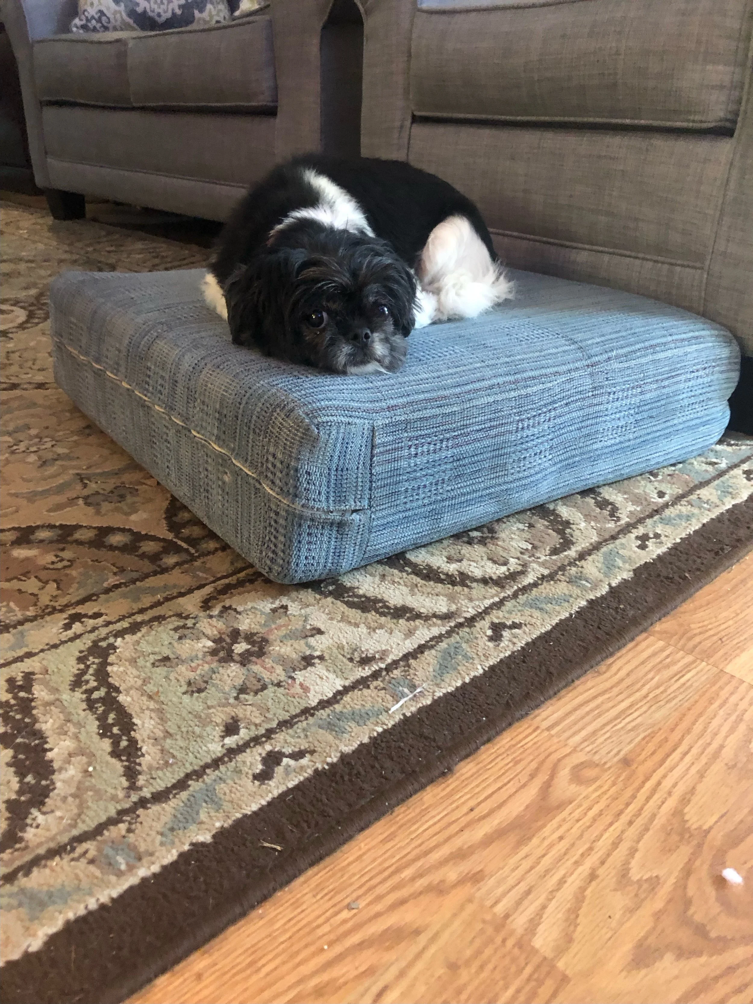 Small Black and white dog 