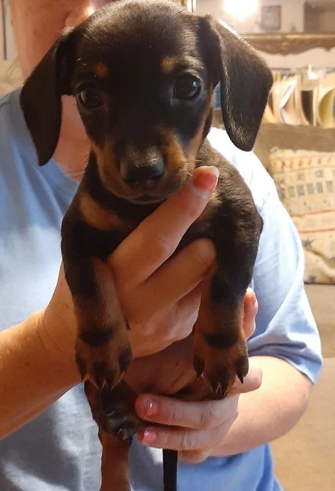 small brown and black dog 