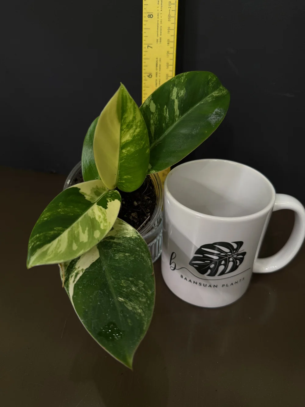 Philodendron Imperial Green Variegated| Live Plant | Rare Plant | Rooted |  House Plant | 5in Clear Cup  Baansuan Plants