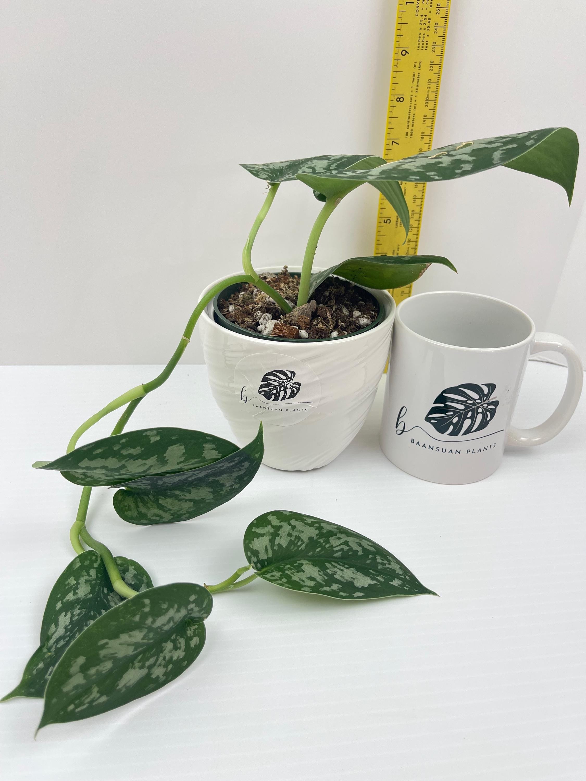 https://i.etsystatic.com/49206319/r/il/3ef531/6455002768/il_fullxfull.6455002768_4nka.jpg