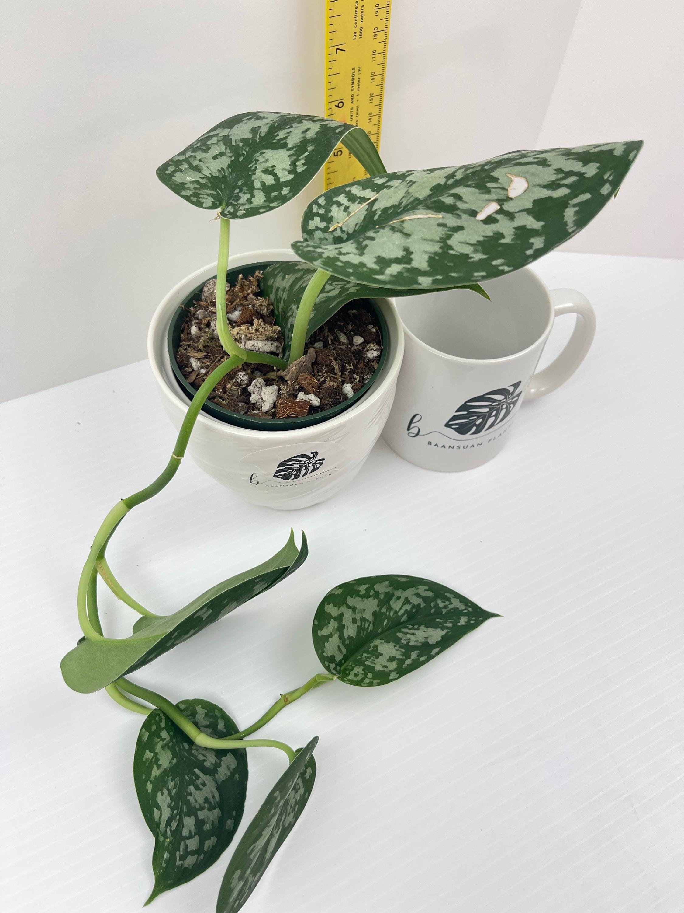 https://i.etsystatic.com/49206319/r/il/d0a52d/6503107123/il_fullxfull.6503107123_iduo.jpg