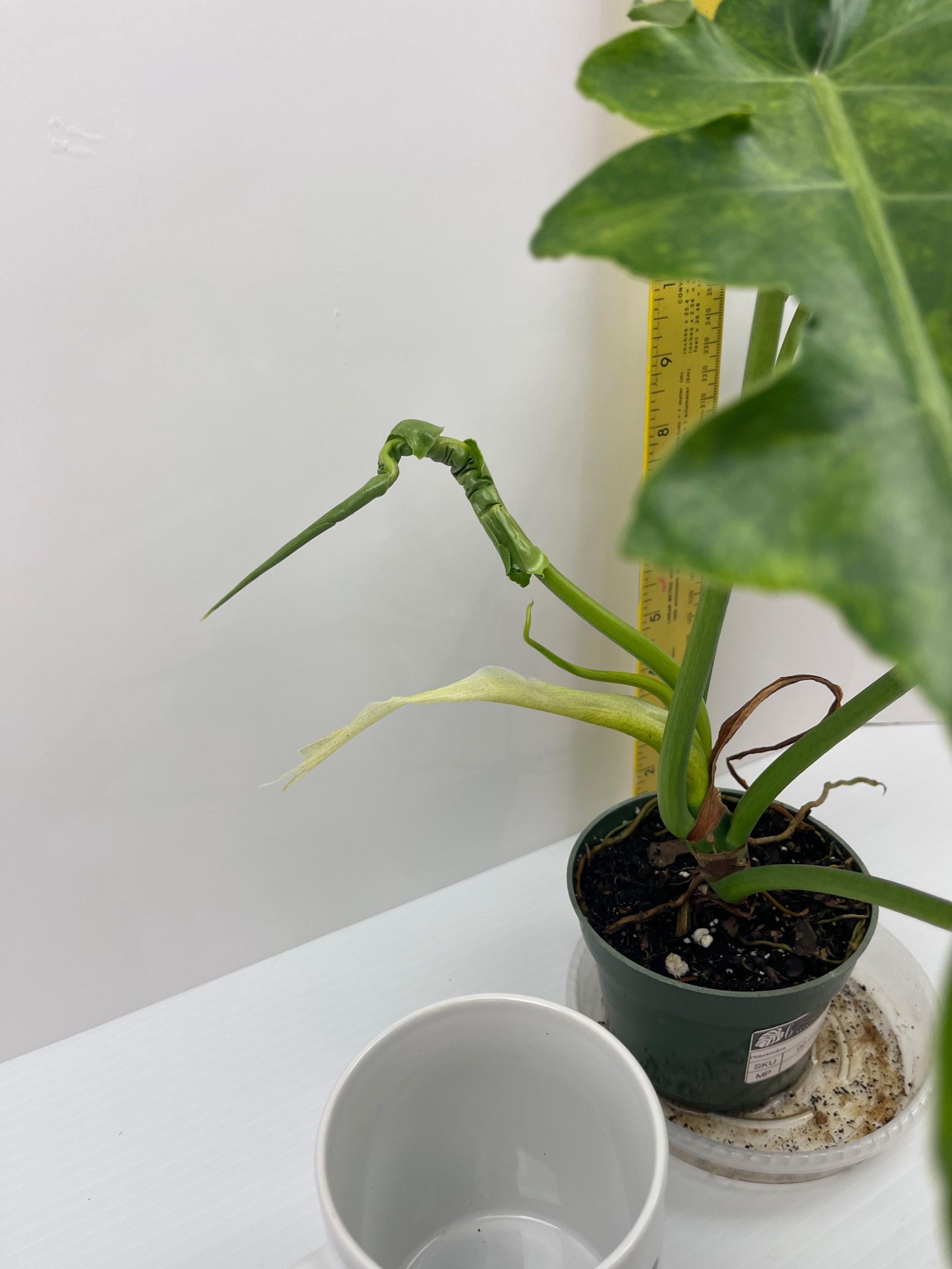 https://i.etsystatic.com/49206319/r/il/287224/6502949233/il_fullxfull.6502949233_imsh.jpg