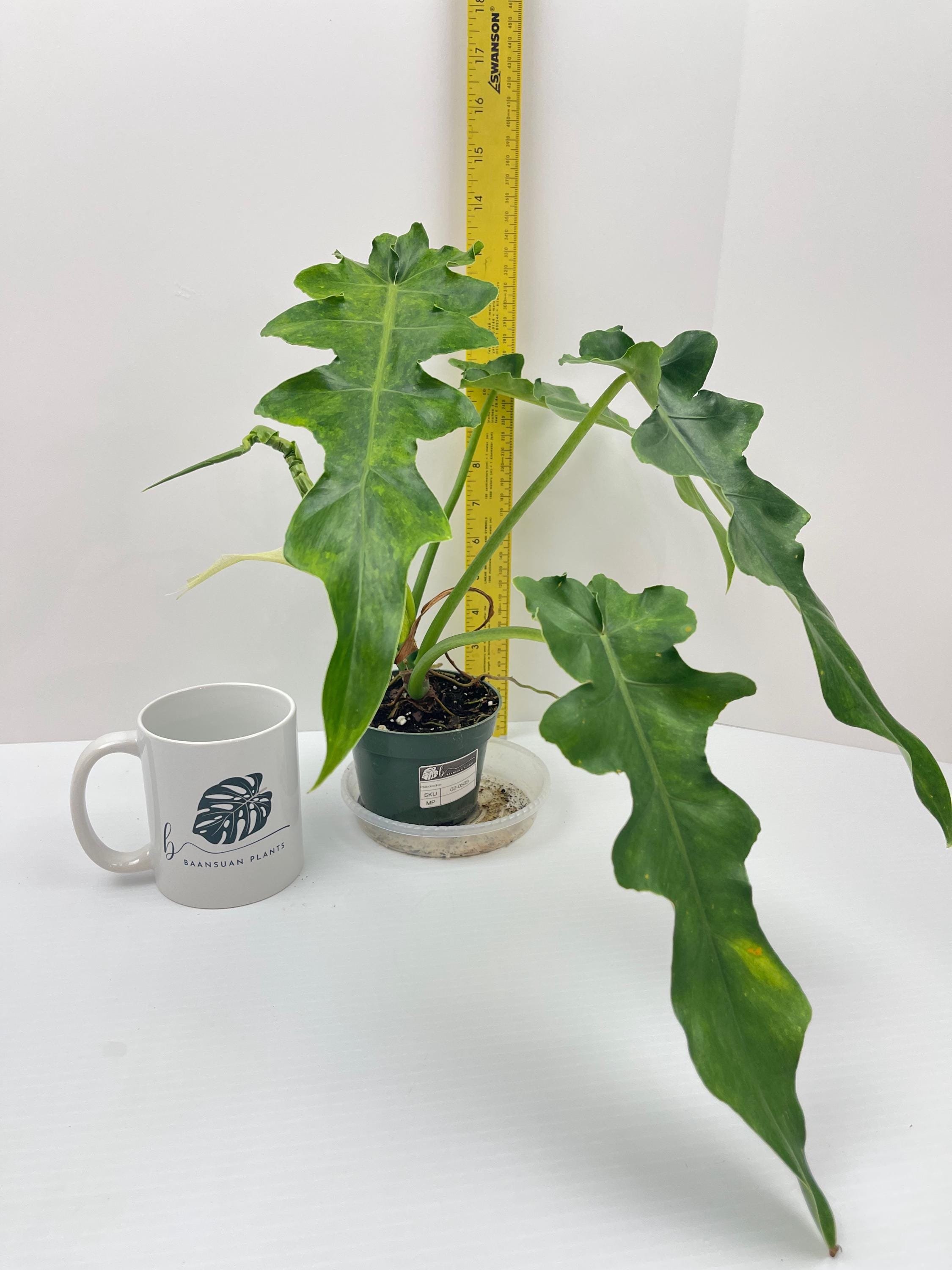 https://i.etsystatic.com/49206319/r/il/521897/6502949235/il_fullxfull.6502949235_nq70.jpg