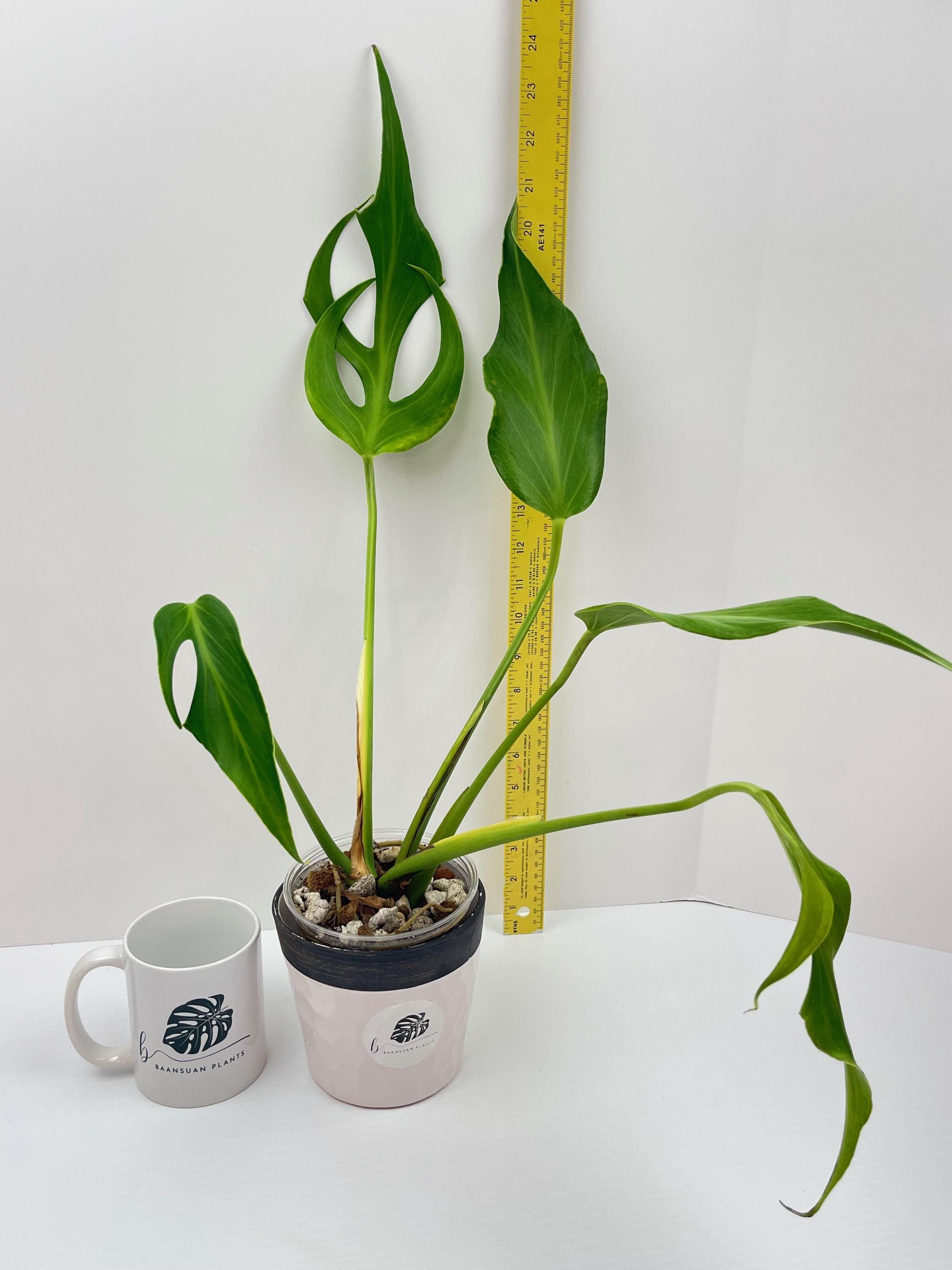 https://i.etsystatic.com/49206319/r/il/d31776/6454900884/il_fullxfull.6454900884_a42p.jpg