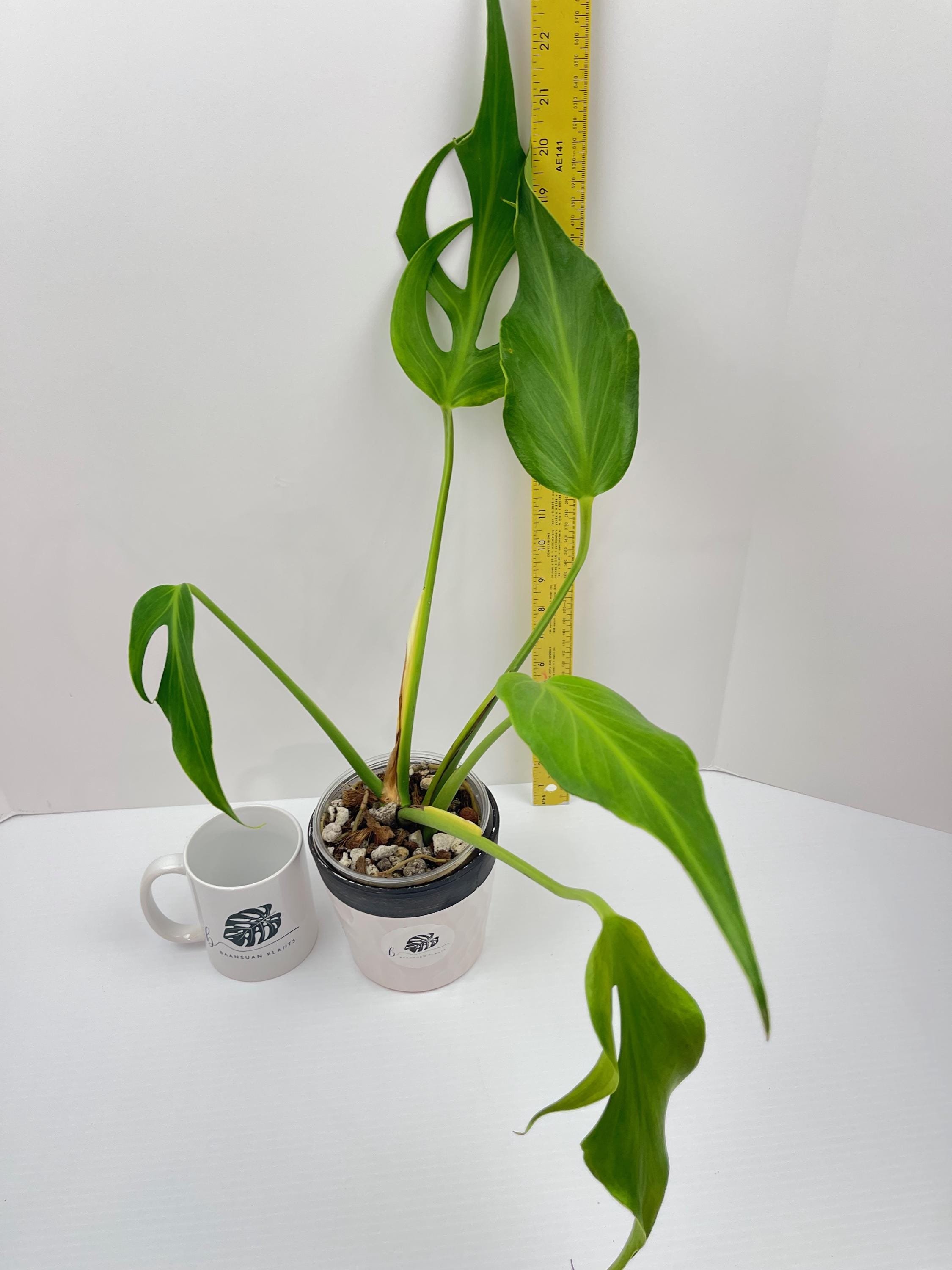 https://i.etsystatic.com/49206319/r/il/173d4e/6454900902/il_fullxfull.6454900902_frx6.jpg