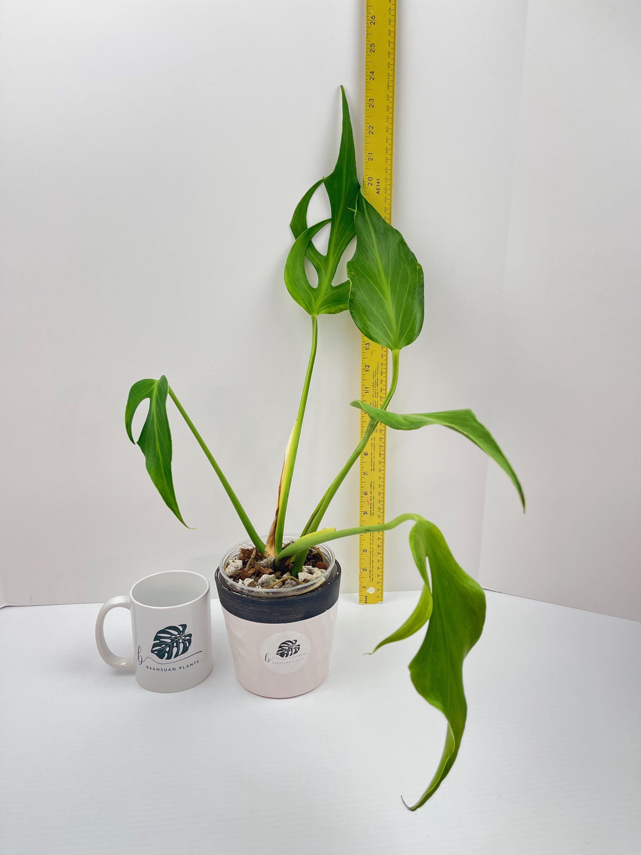 https://i.etsystatic.com/49206319/r/il/5a23cb/6503005411/il_fullxfull.6503005411_2xtz.jpg
