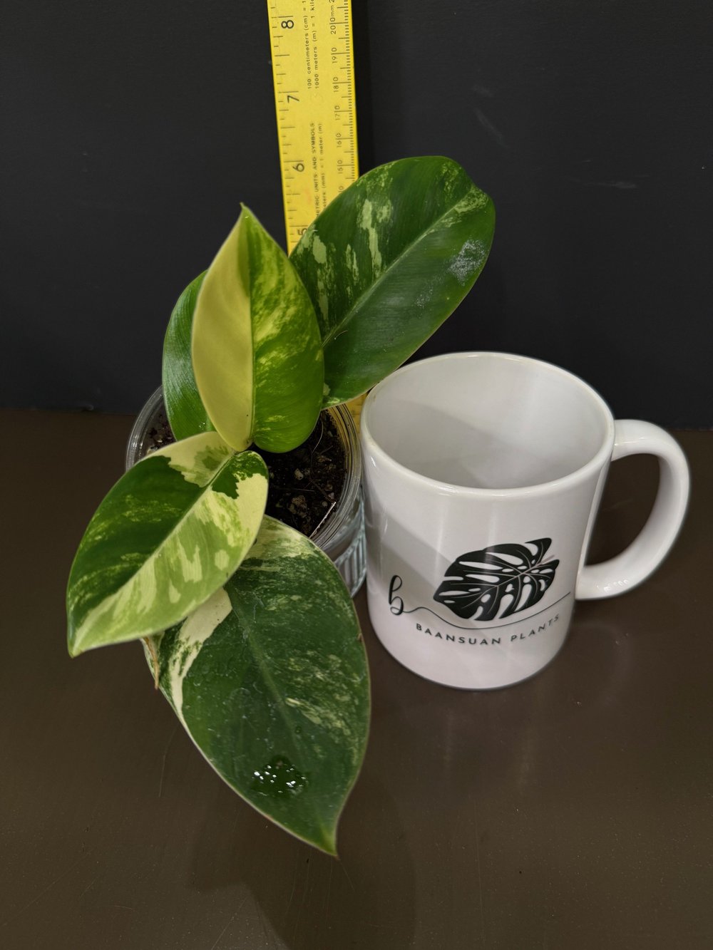 Philodendron Imperial Green Variegated| Live Plant | Rare Plant | Rooted |  House Plant | 5in Clear Cup  Baansuan Plants