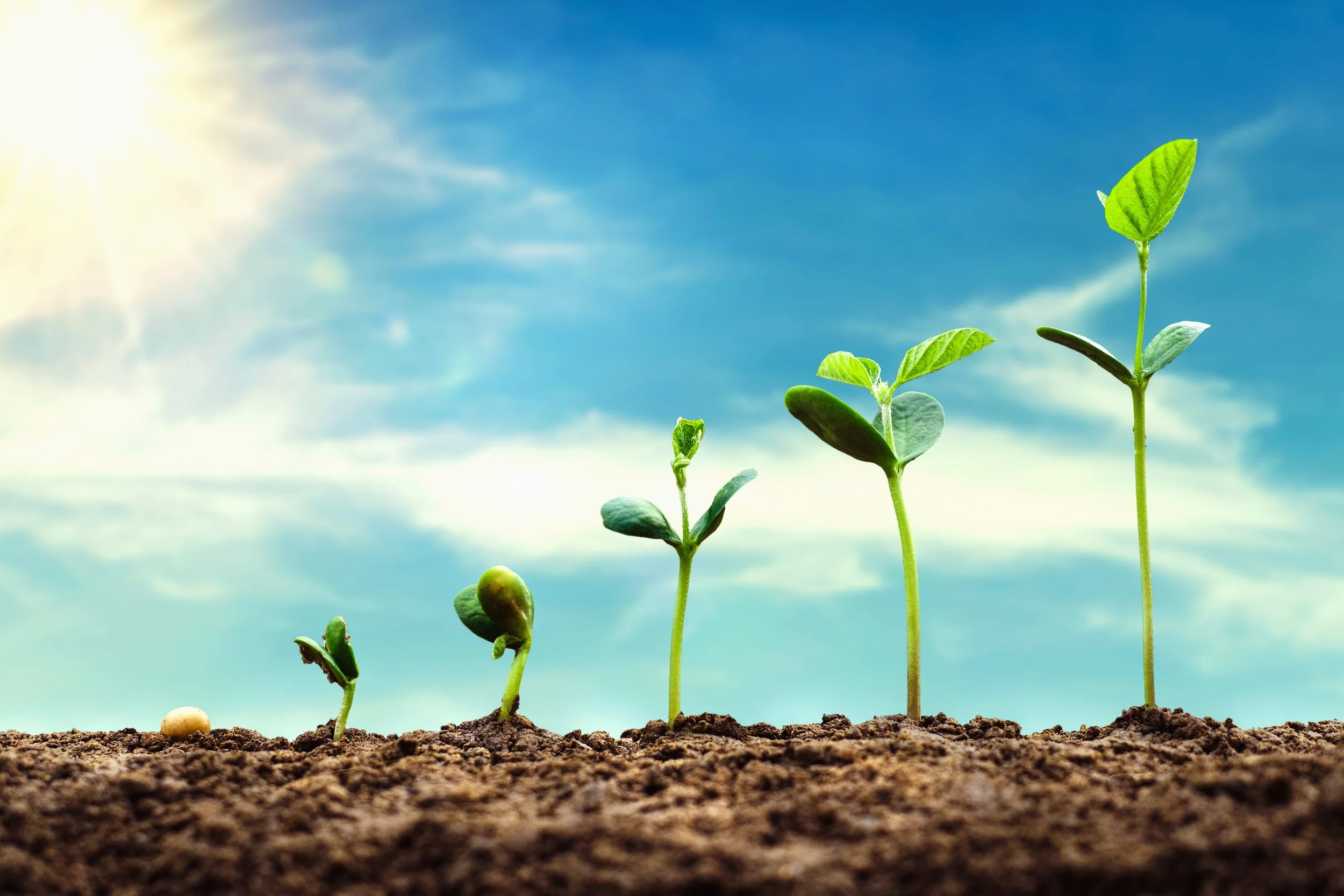 soybean growth in farm with blue sky background. agriculture pla