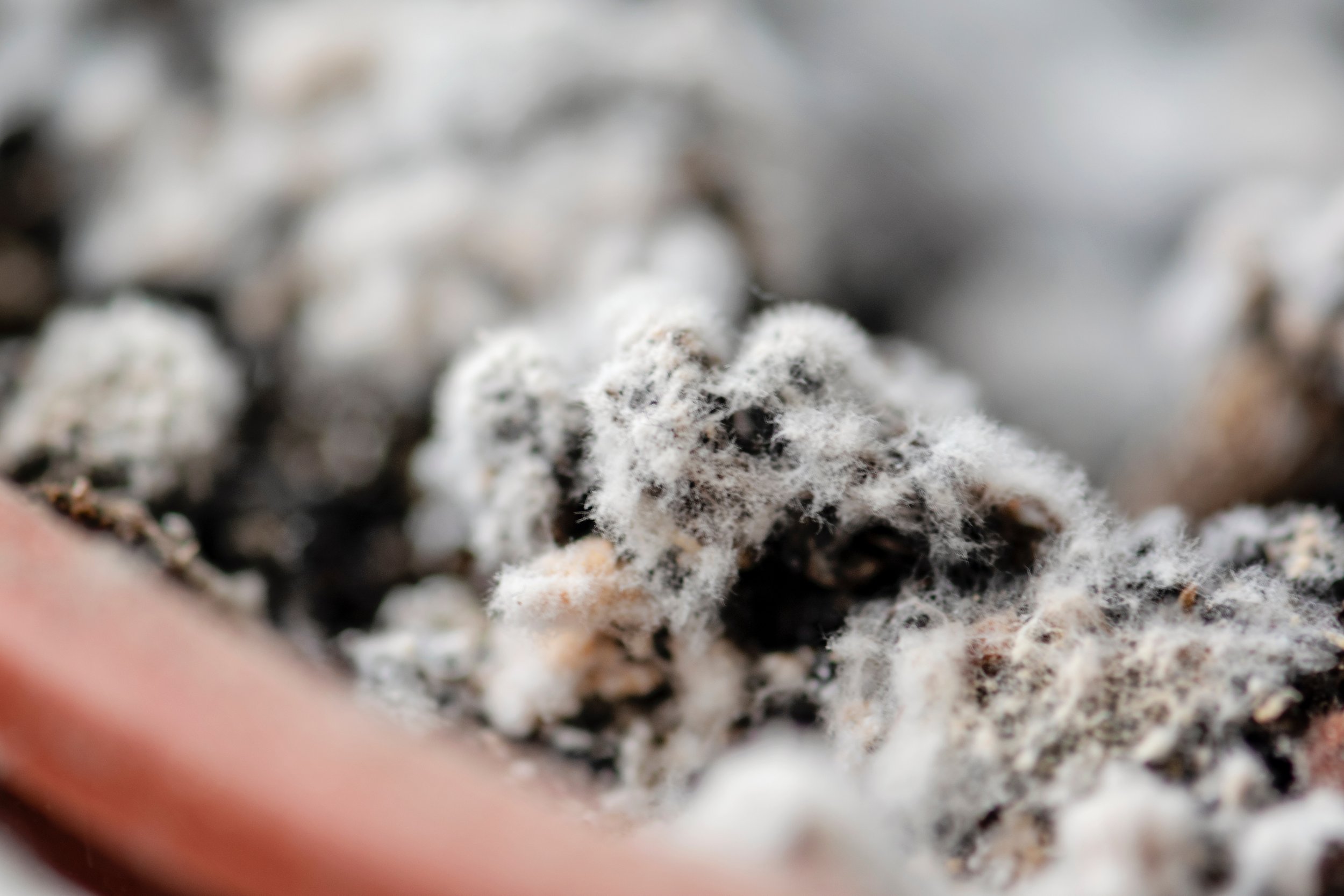 Selective focus on mould growing on a soil in the flower pot wit