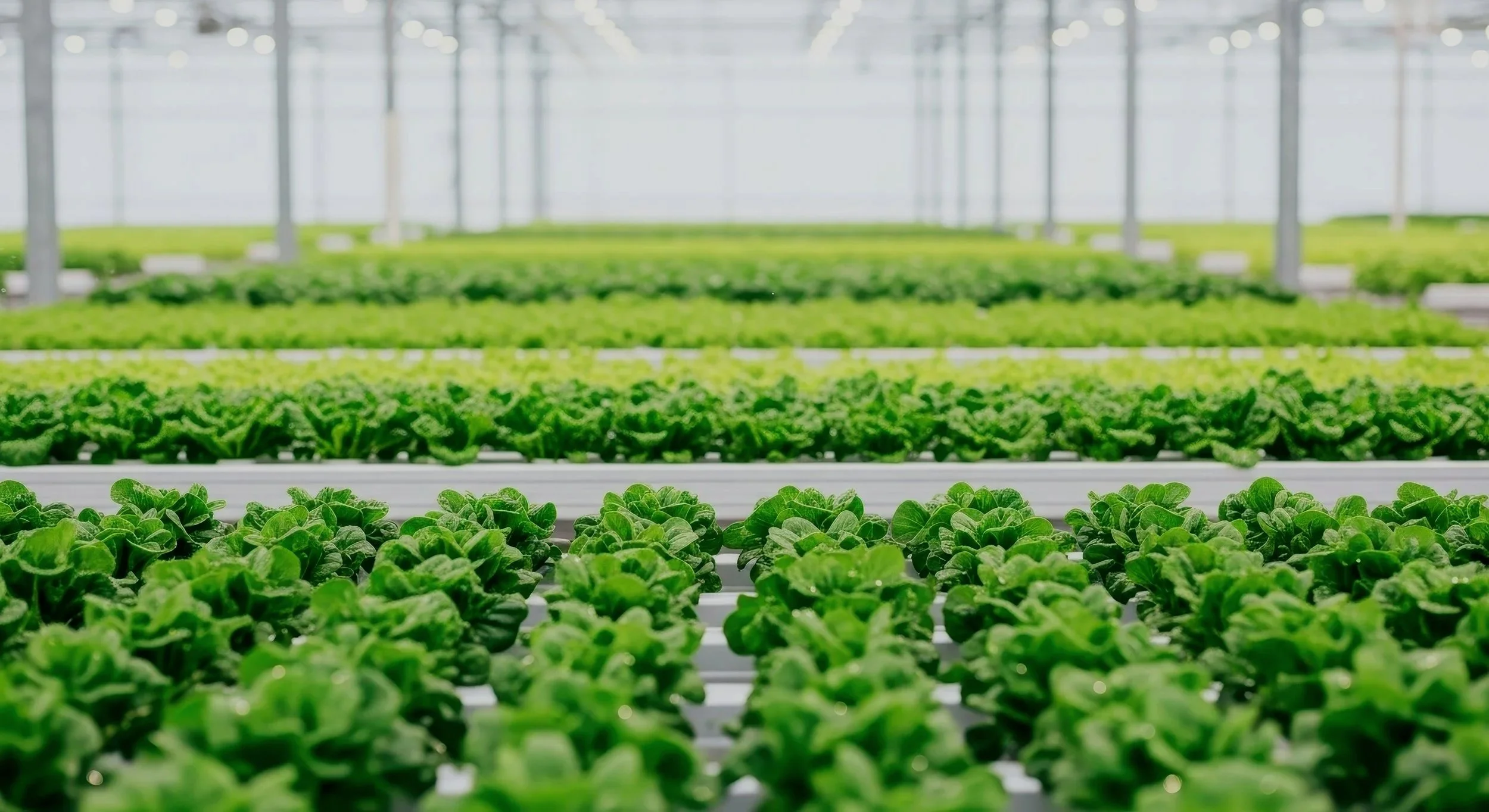 Gärtnereien Gelbe Welke bei Feldsalat. Lösungen. www.mikrobiom-lab.de
