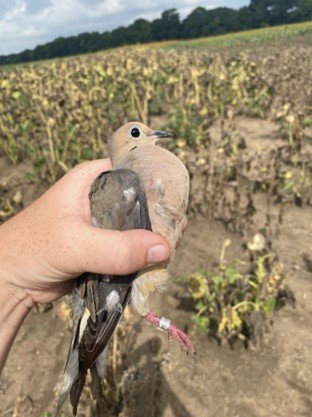  Dove banding survey at the wildlife area. 