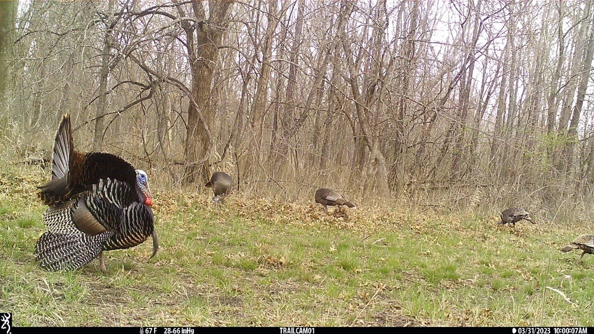  Turkeys spotted on game camera. 