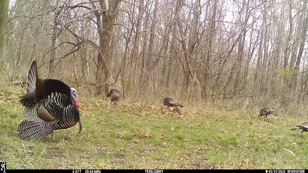  Turkeys spotted on game camera. 