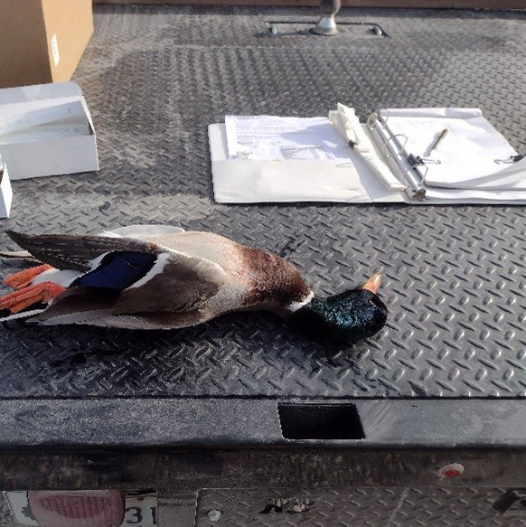  This Mallard drake was one of several hundred puddle ducks tested for Avian Influenza in our district this last hunting season.&nbsp; The ducks sampled were harvested by hunters at a local public wildlife area. 