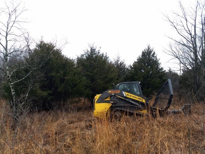  Cedar clearing with a compact track loader. 