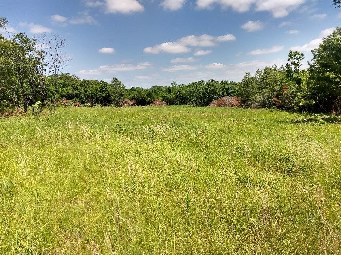  Grass and forb response the following spring. 