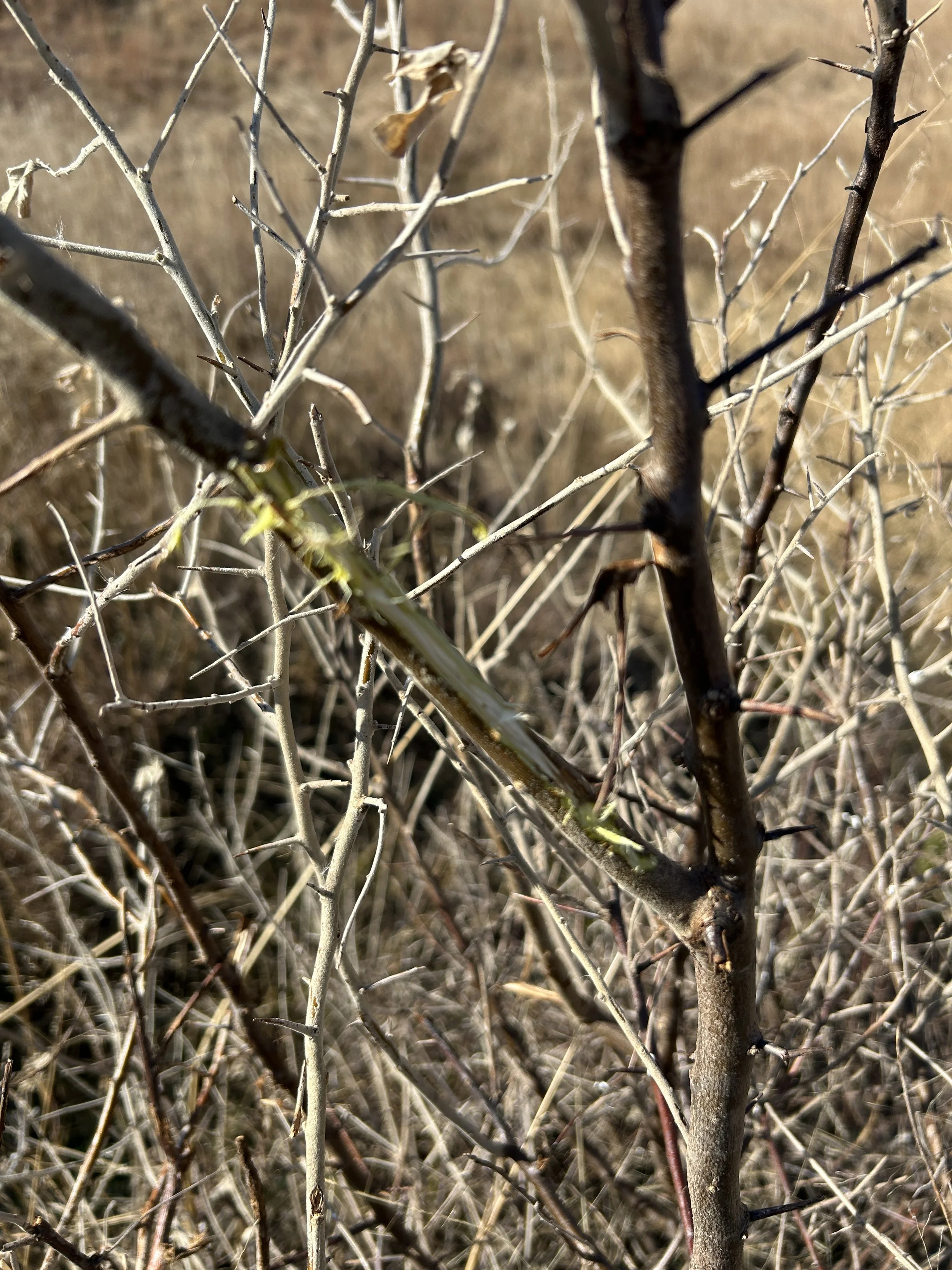 Pest Management Monitoring&nbsp;