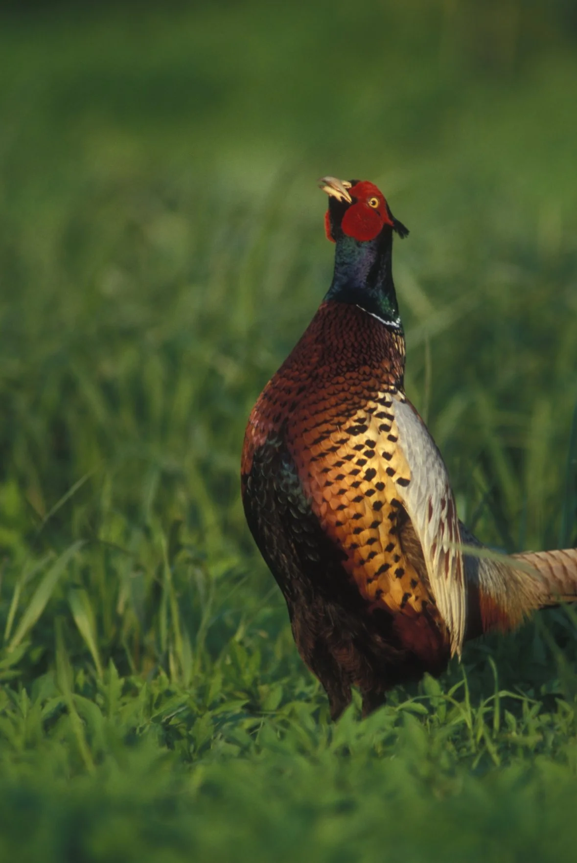 2026 Republican Valley Ringnecks Annual Pheasants Forever Banquet