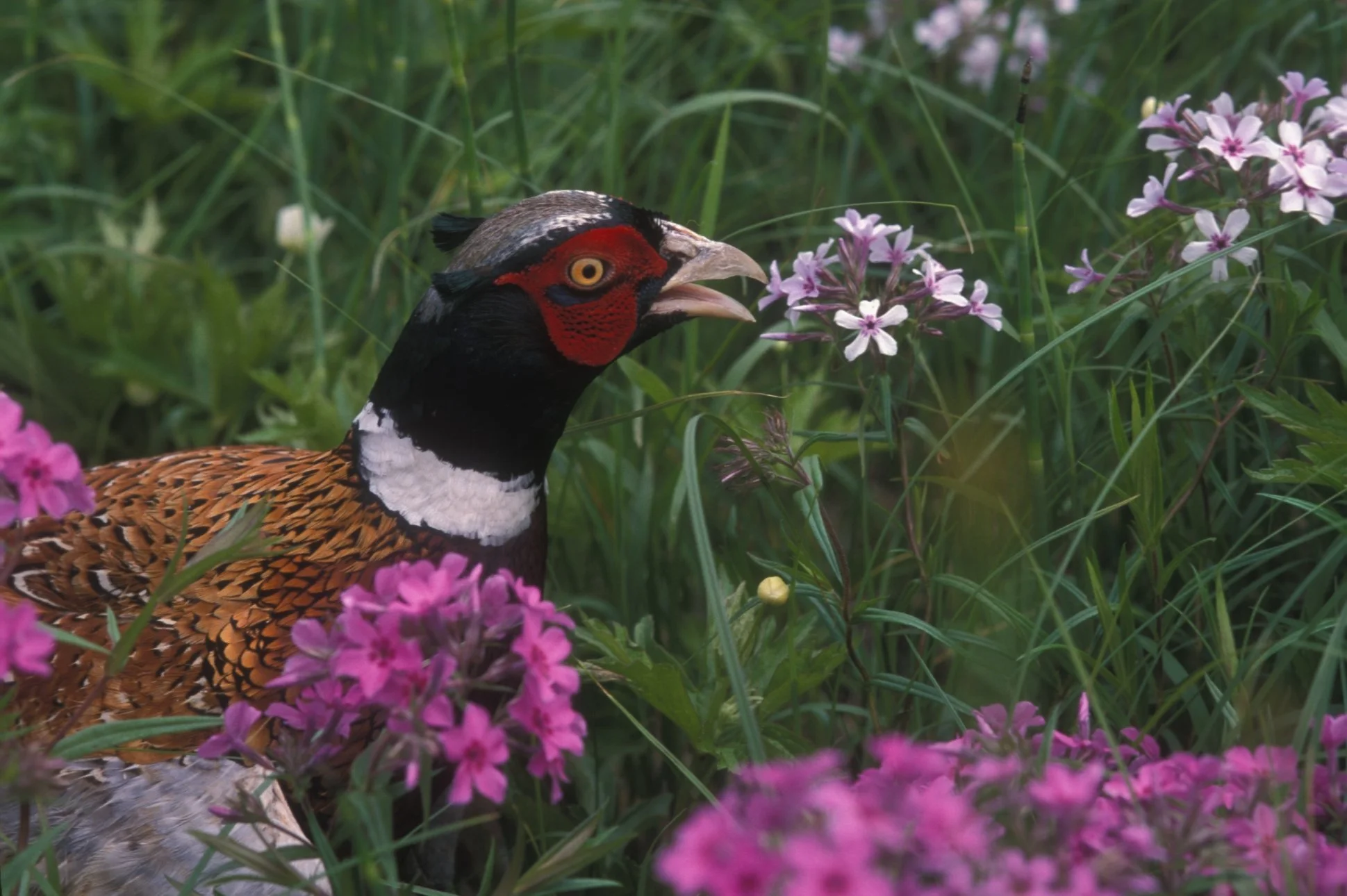 Flint Hills Area Pheasant Forever and Quail Forever 22nd Annual Banquet