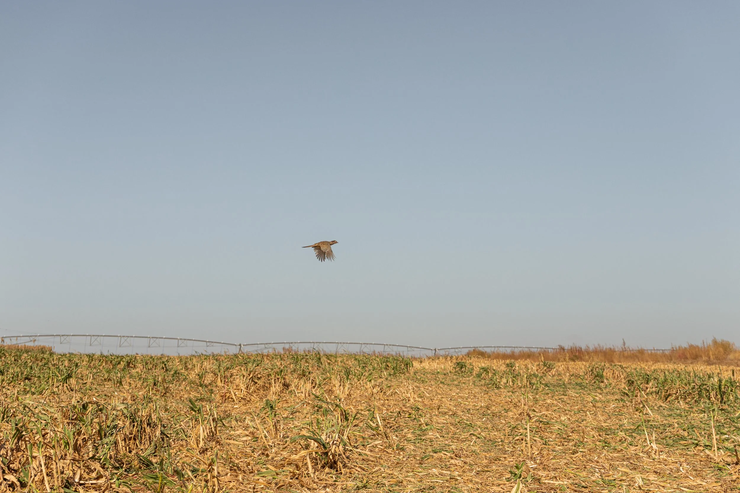 NCK Pheasants Forever Annual Banquet