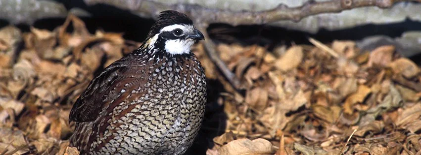 Marion County Quail Forever 23rd Annual Banquet