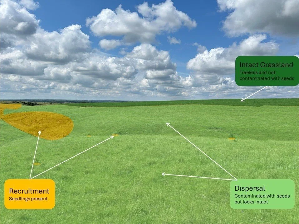 Monitoring Woody Encroachment: The Early Phases&nbsp;