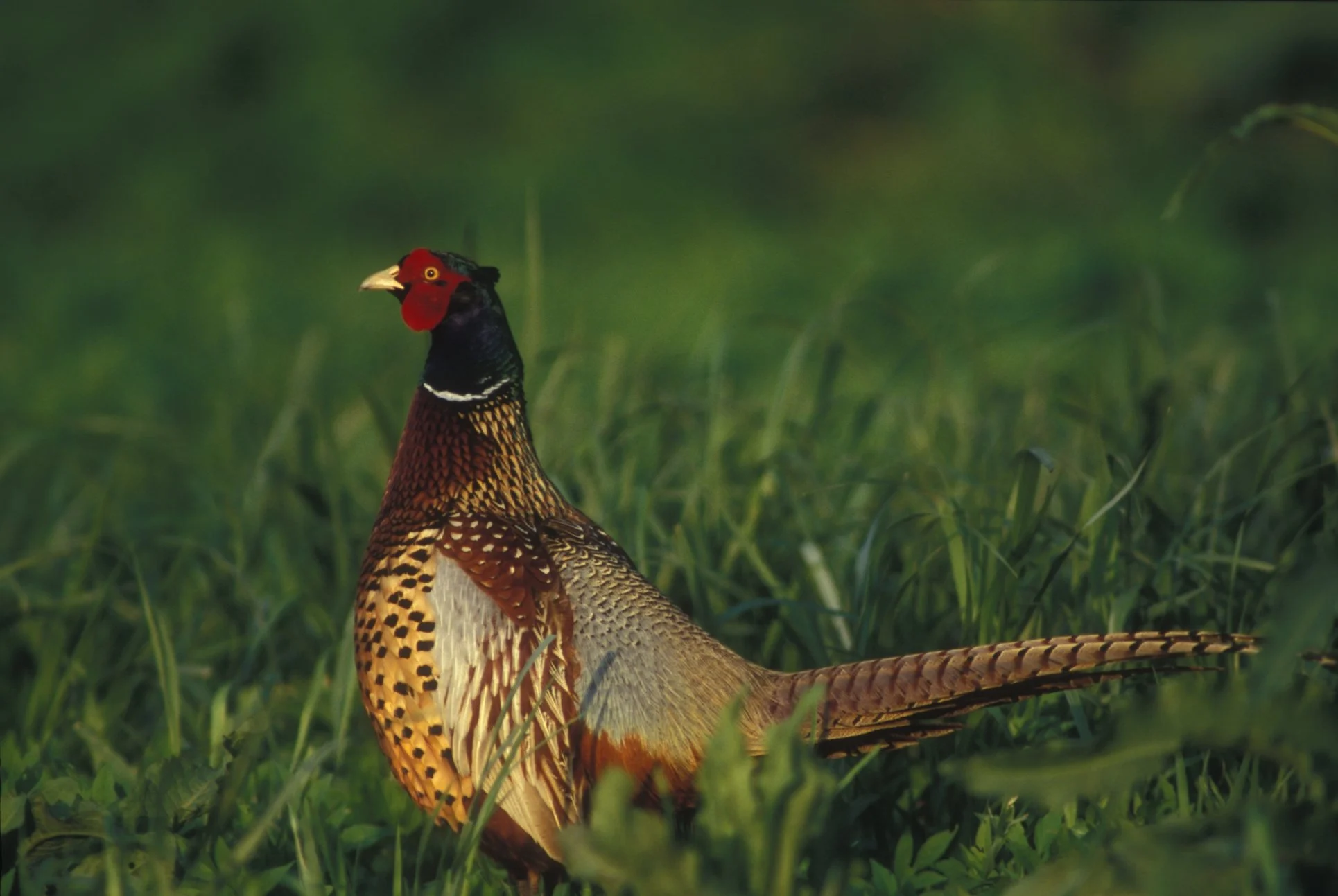 Mooney Creek Pheasants Forever Annual Banquet